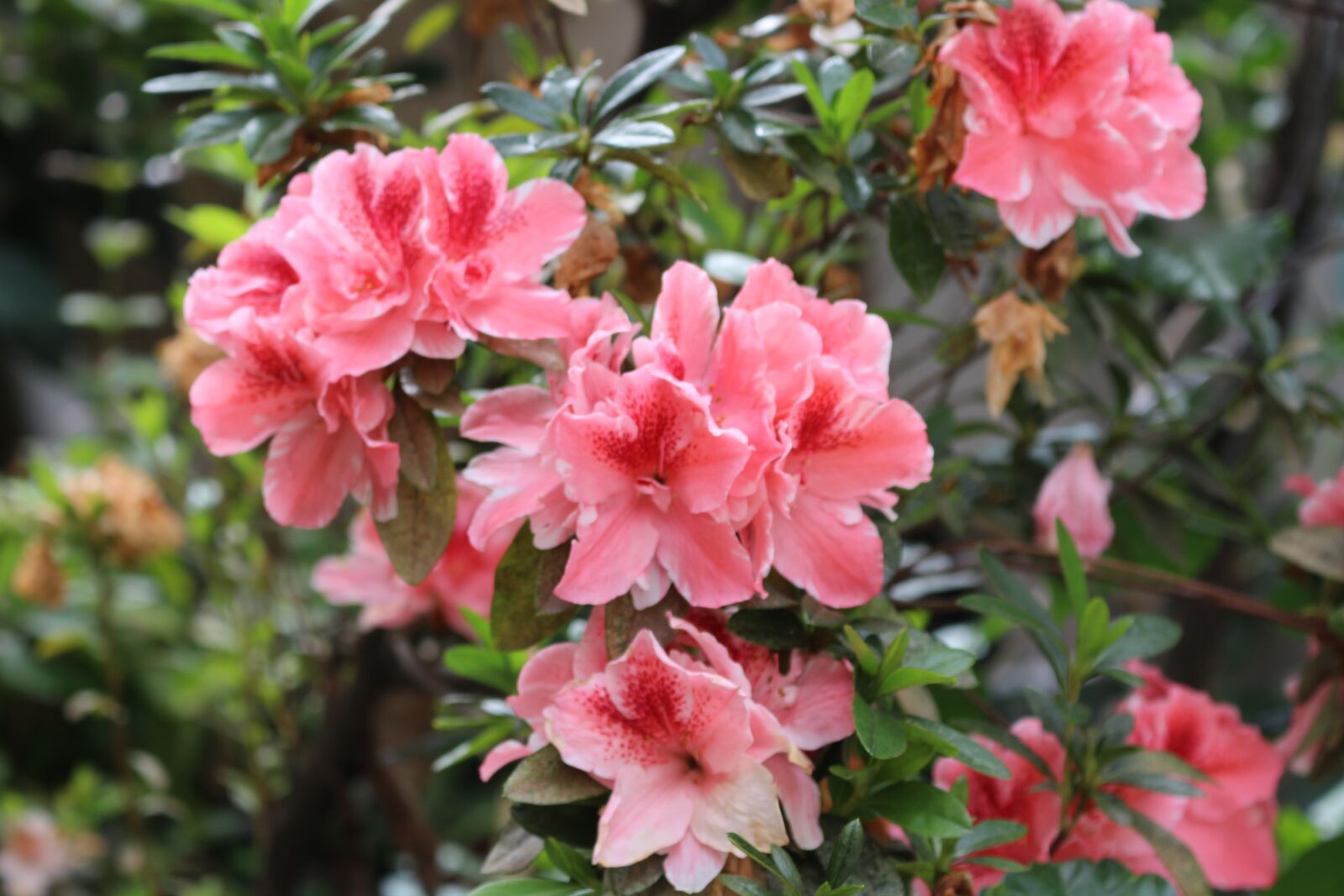 Canon EOS 700D (EOS Rebel T5i / EOS Kiss X7i) sample photo. Flowers, garden, nature photography