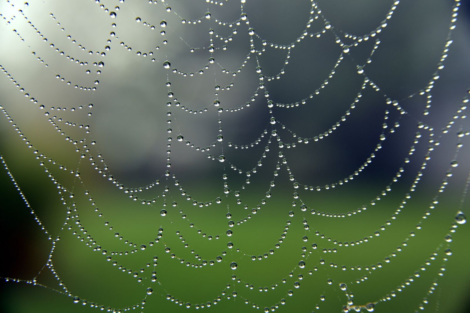 Nikon D750 sample photo. Cobweb, close up, web photography