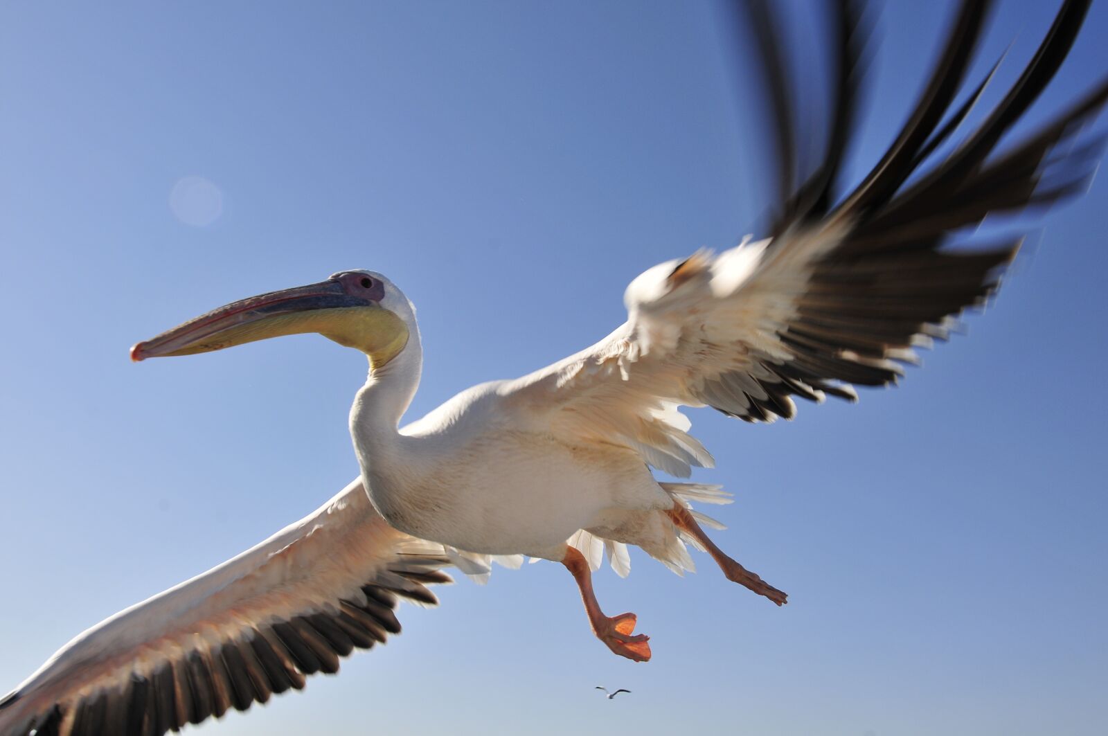 Nikon D300S sample photo. Pelikan, bird, animal world photography