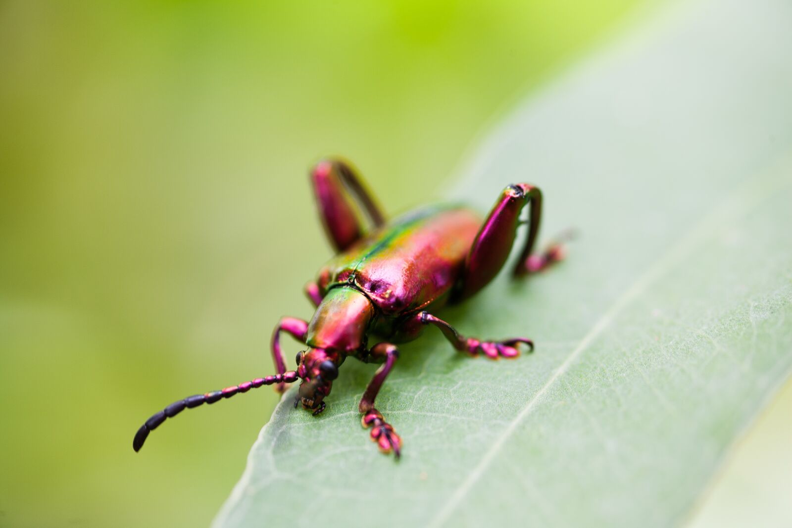 Canon EOS 5D sample photo. Beetles, wildlife, nature photography