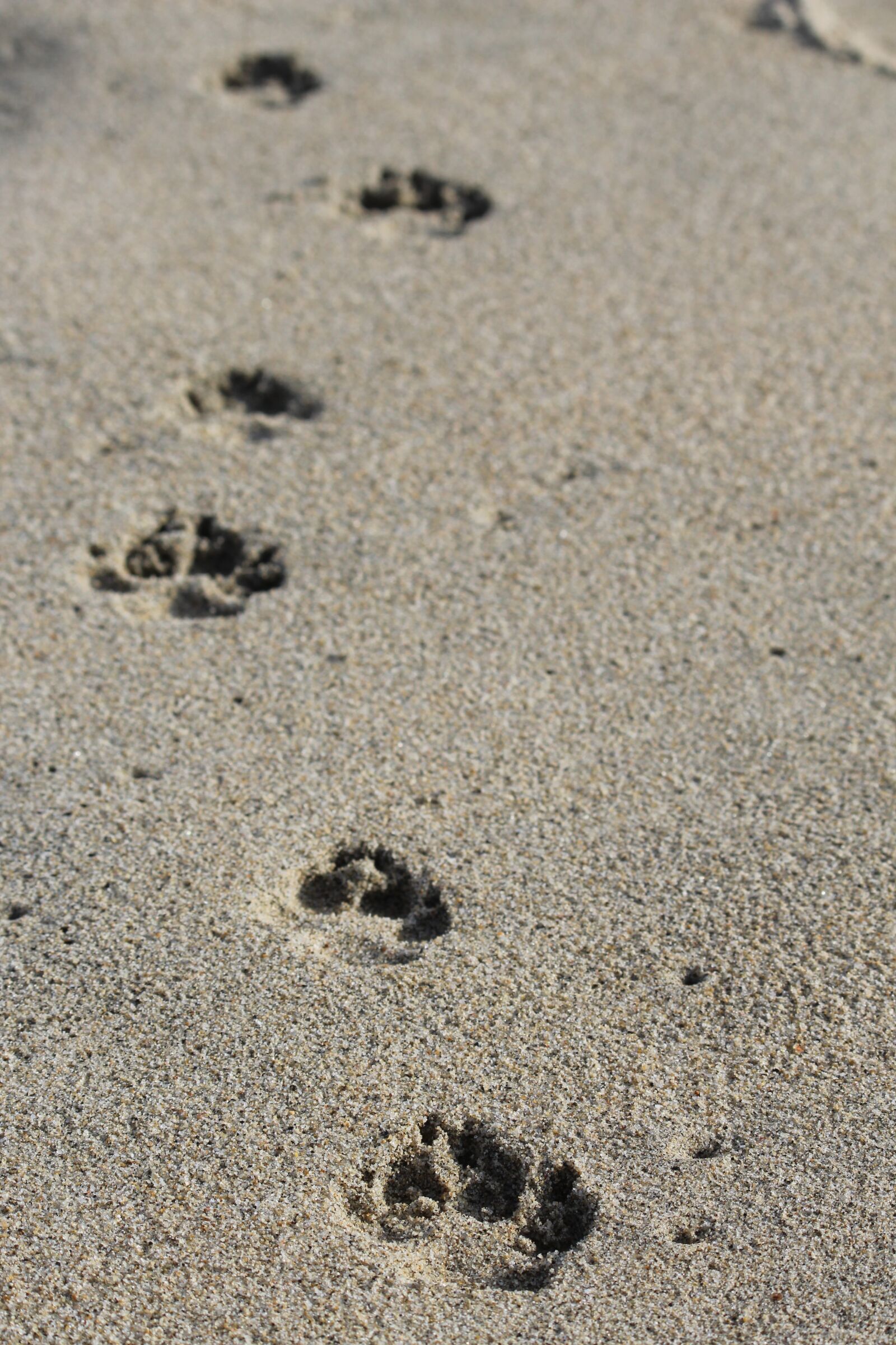 Canon EOS 600D (Rebel EOS T3i / EOS Kiss X5) sample photo. Sand, dog, beach photography