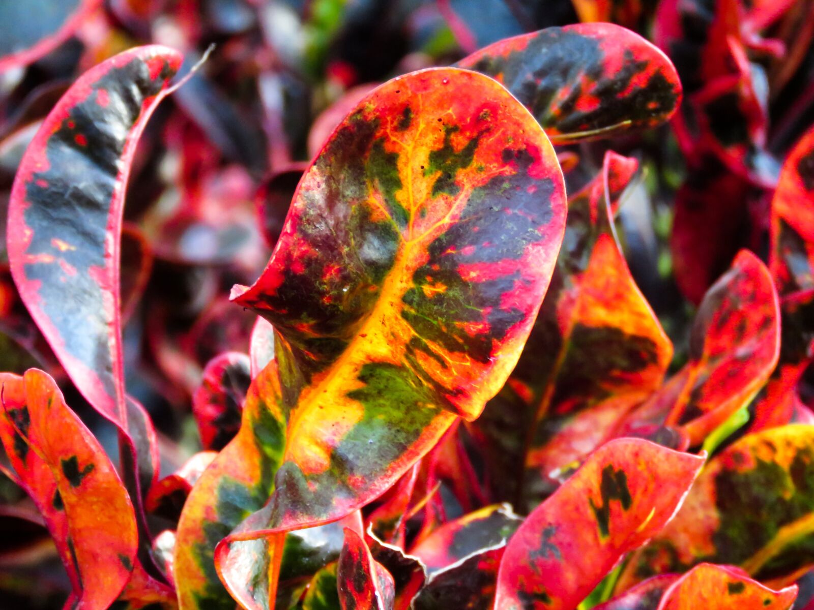 Canon PowerShot SX60 HS sample photo. Plant, leaf, colorful photography