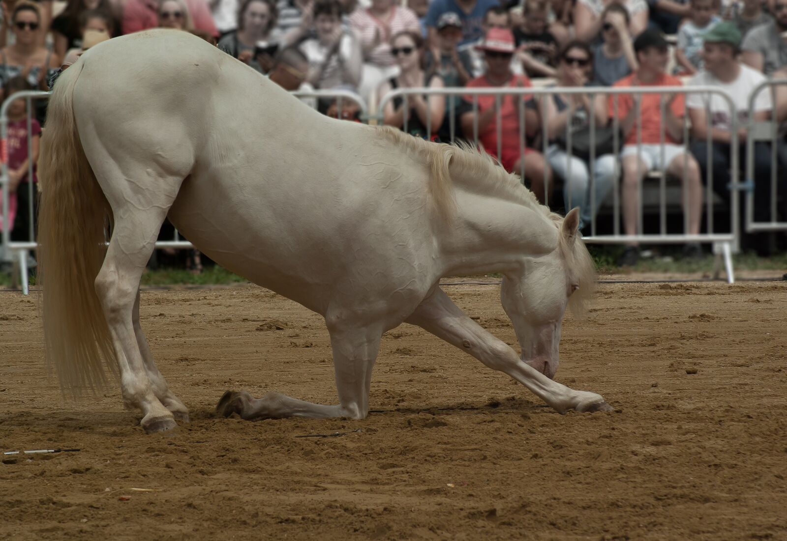 Tamron AF 70-300mm F4-5.6 Di LD Macro sample photo. Horse, dressage, equestrian photography