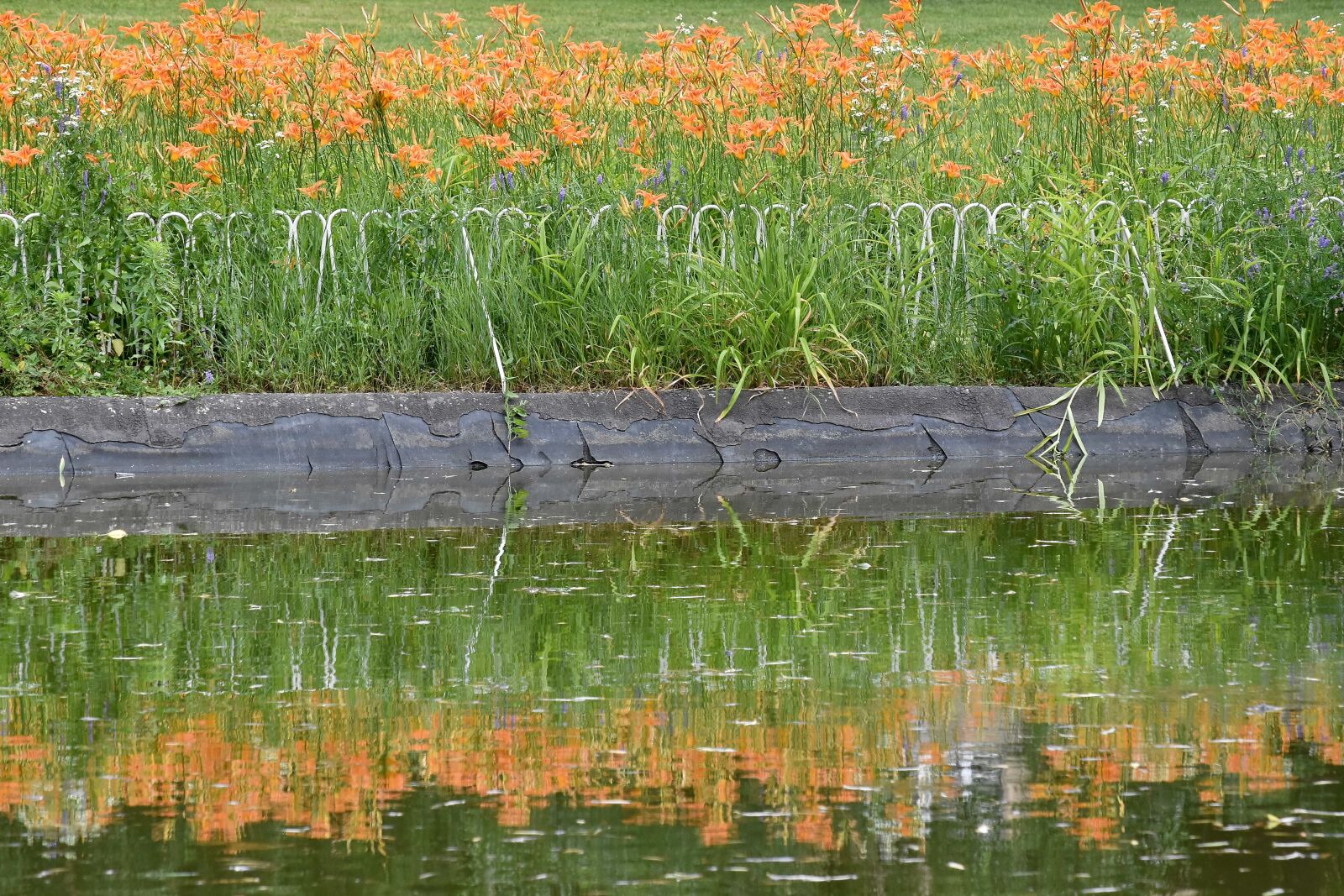 Nikon D5500 sample photo. Flower garden, reflector, water photography