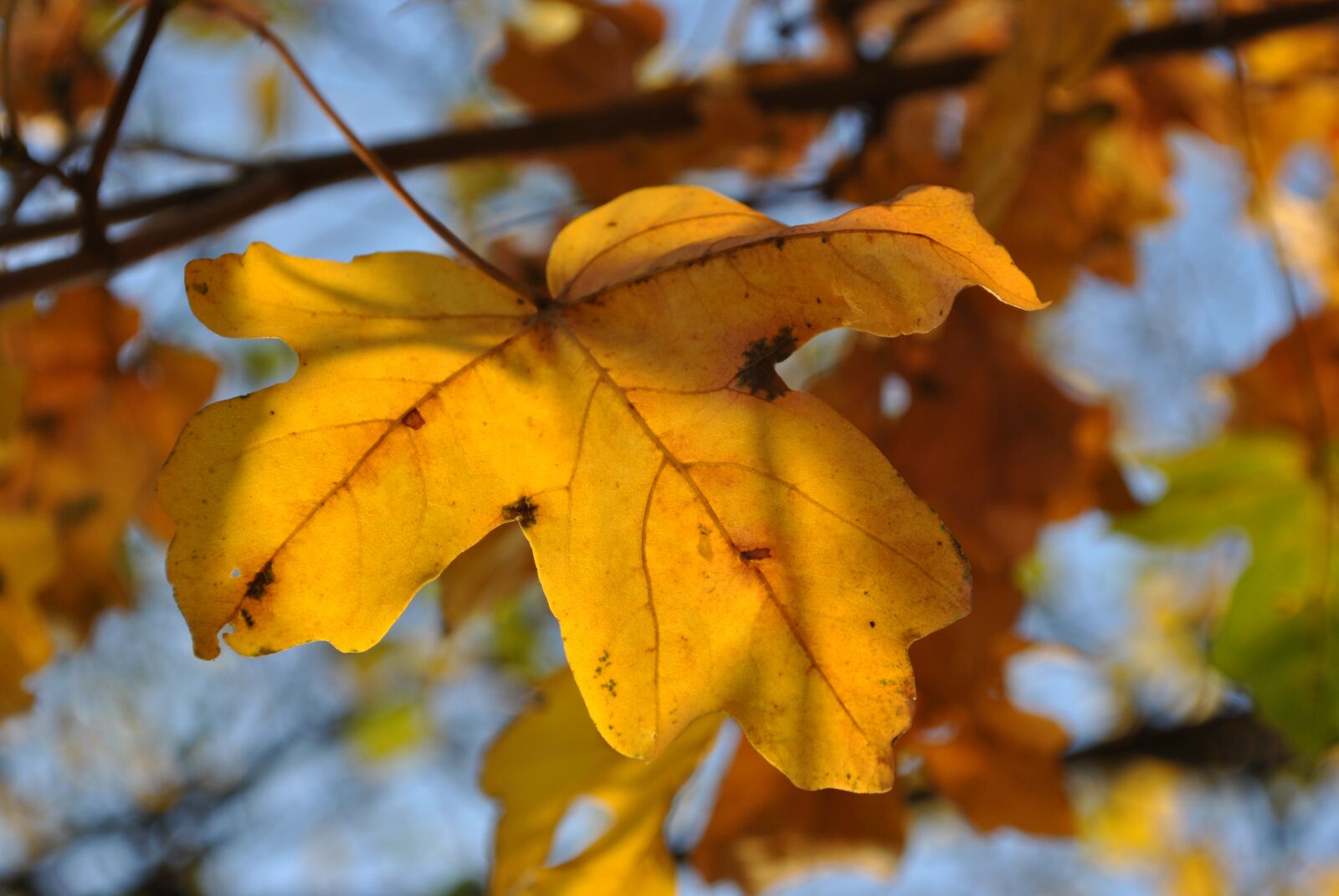 Nikon D3000 sample photo. Autumn, foliage, nature photography