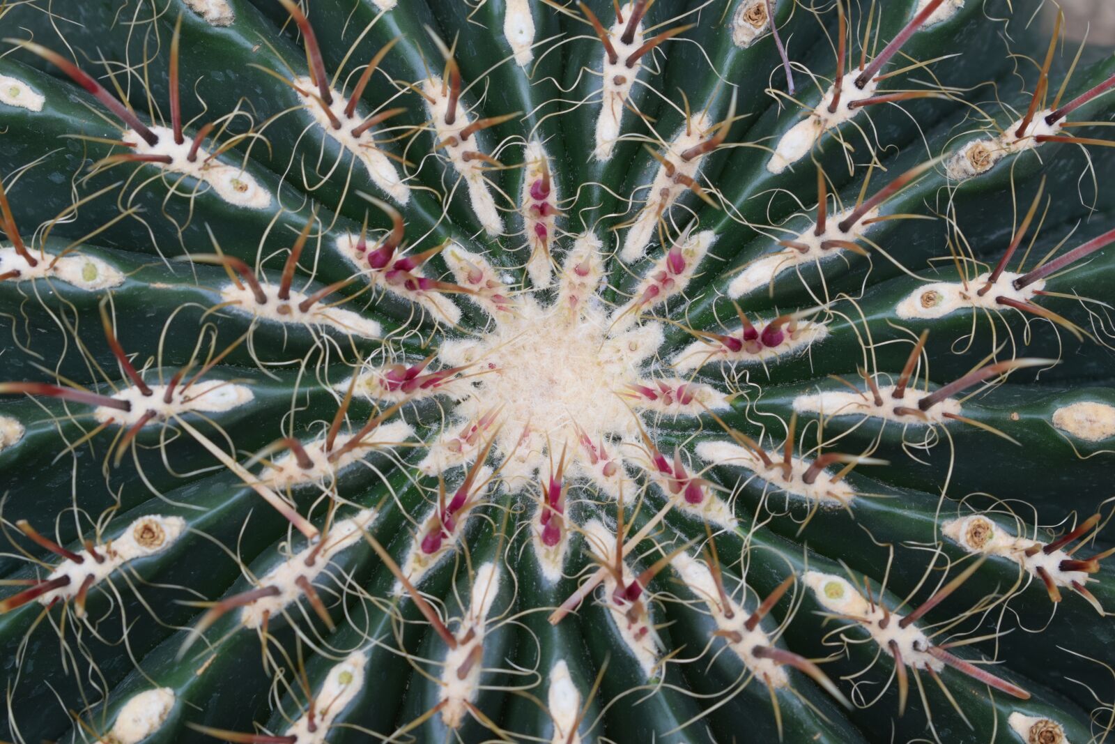 Nikon D3300 sample photo. Cactus, plant, nature photography