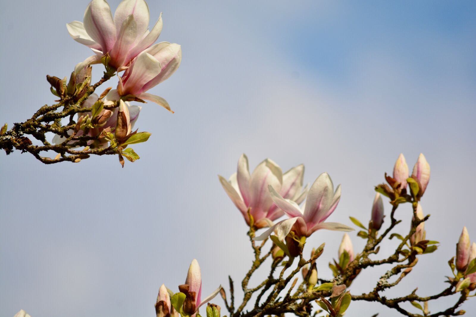Nikon D7100 sample photo. Magnolia, sky, spring photography