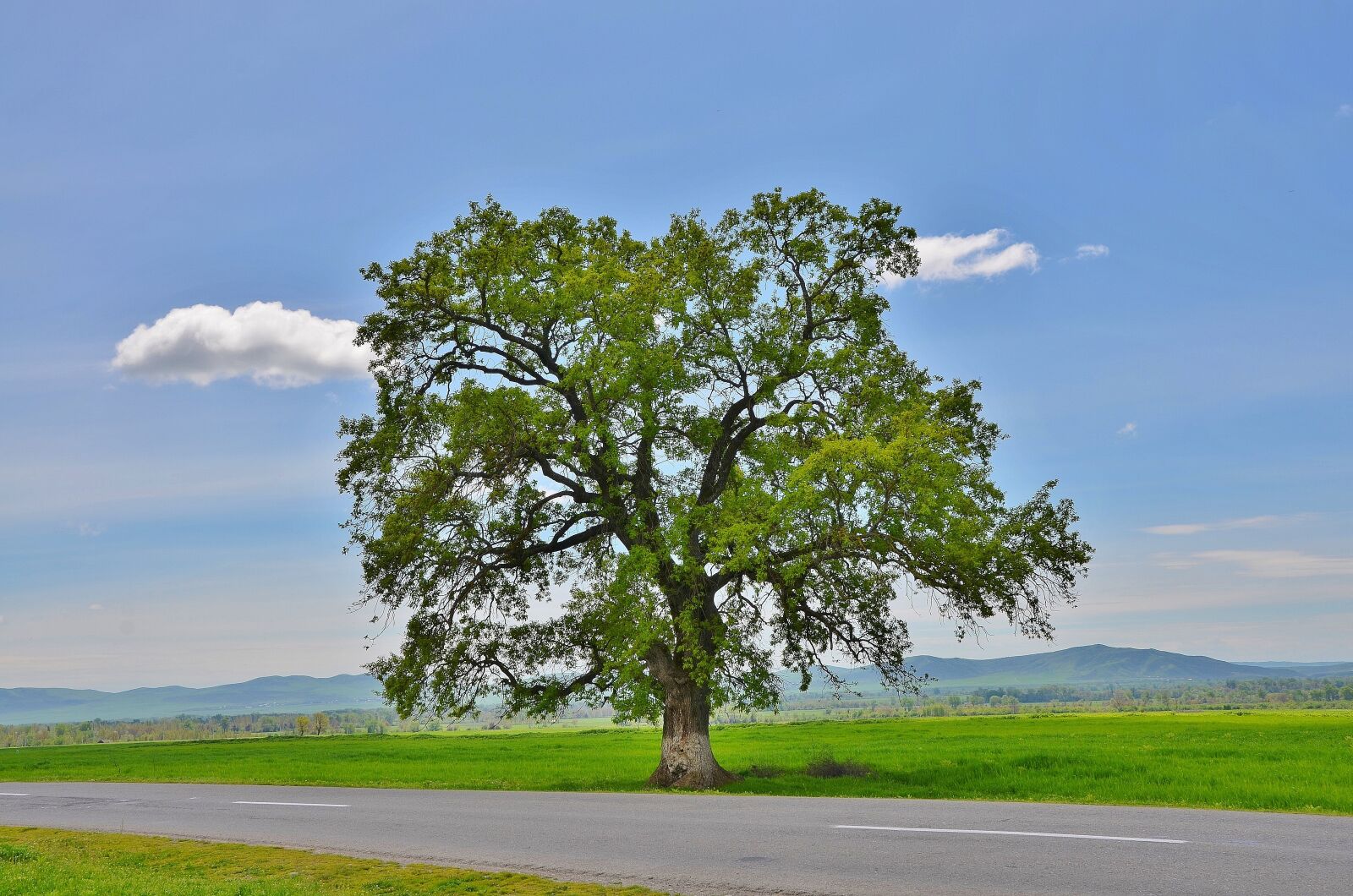 Nikon D7000 sample photo. Tree, mountain, natur photography