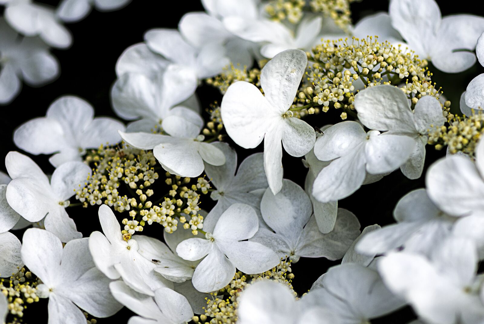Nikon D610 sample photo. Flower, plant, white photography