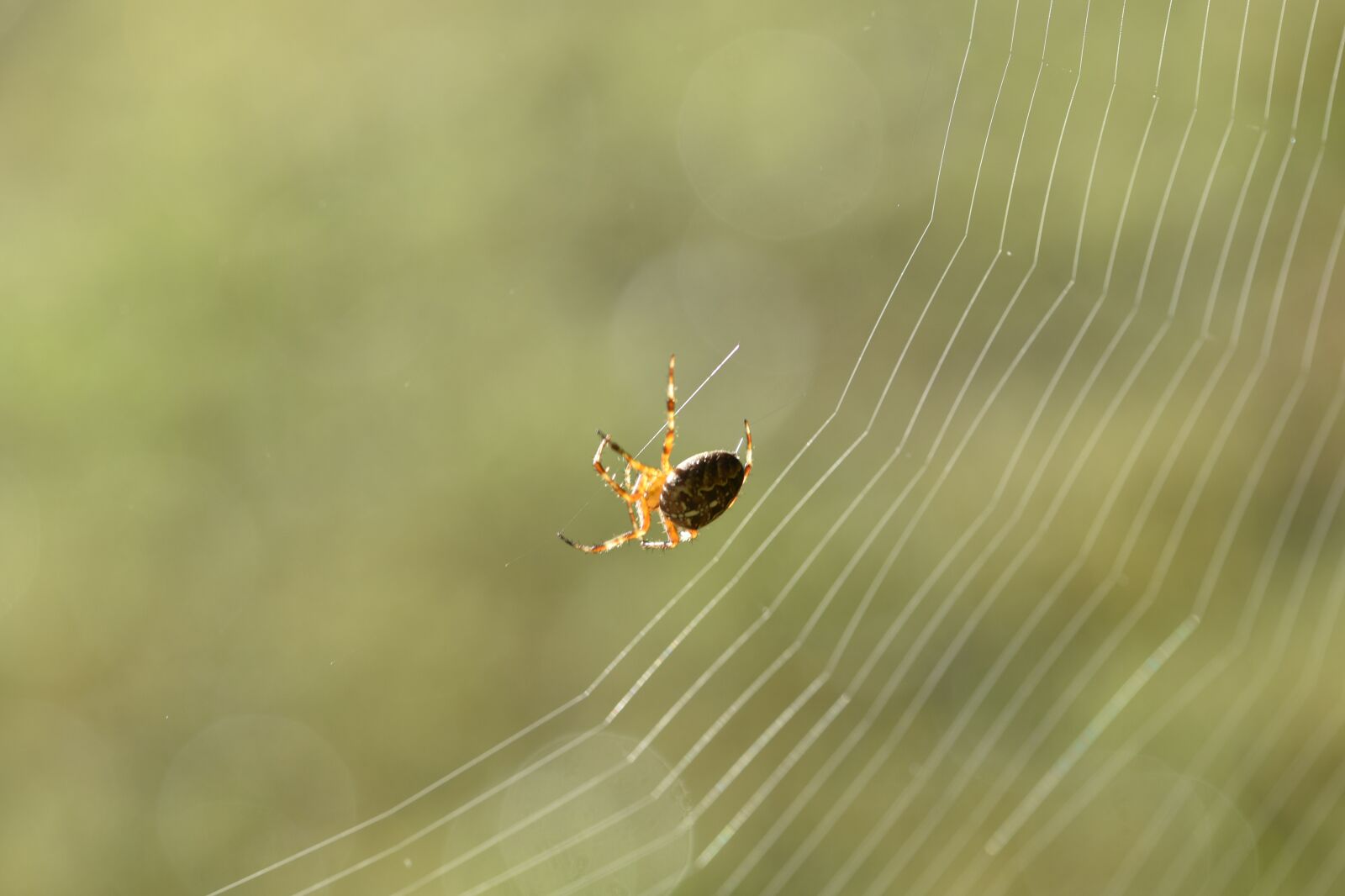 Nikon D750 sample photo. Spider, web, cobweb photography
