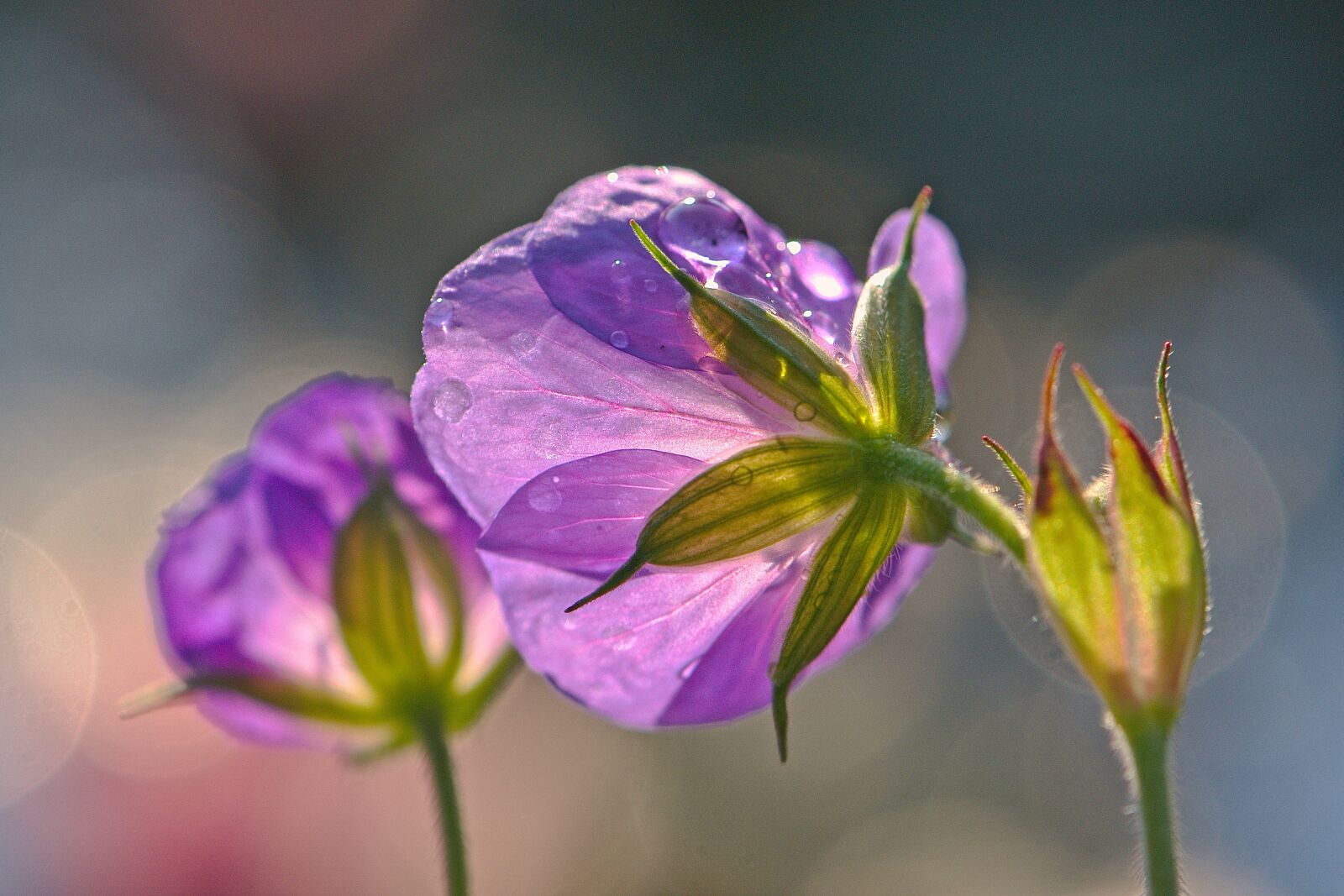 Nikon D5600 sample photo. Blossom, bloom, flower photography