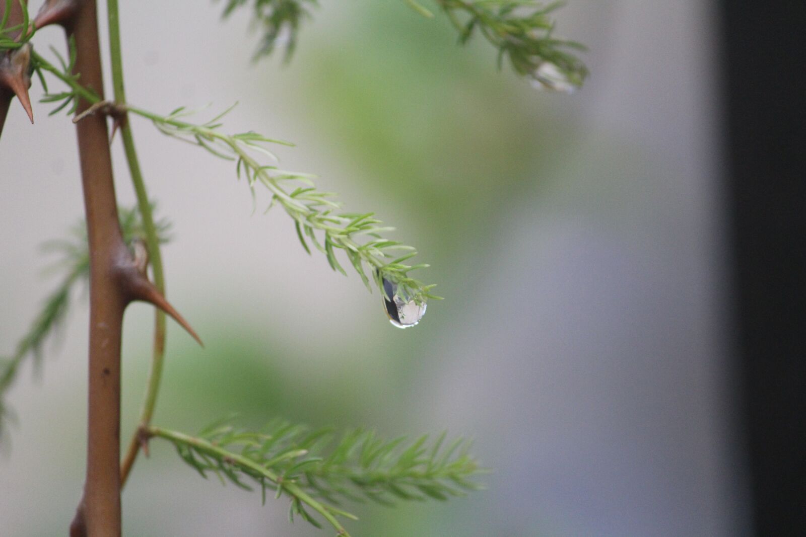 Canon EOS 1200D (EOS Rebel T5 / EOS Kiss X70 / EOS Hi) sample photo. Plant, leaves, drop photography