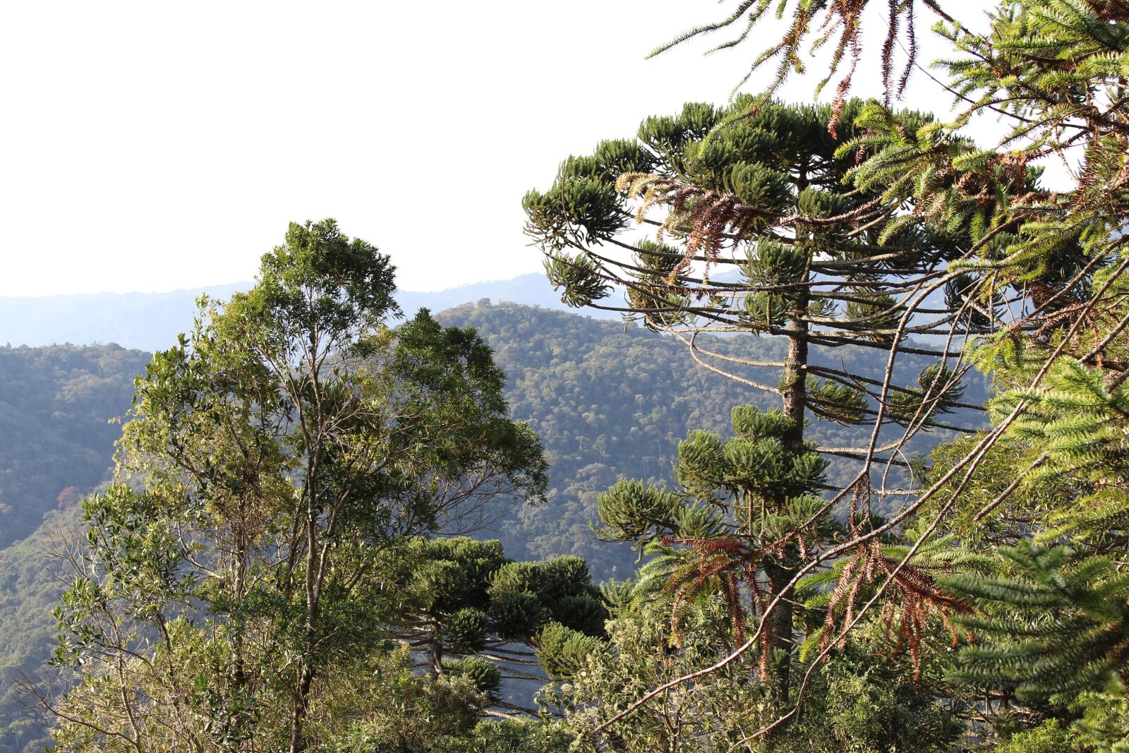 Canon EOS 700D (EOS Rebel T5i / EOS Kiss X7i) sample photo. Nature, santo antonio do photography