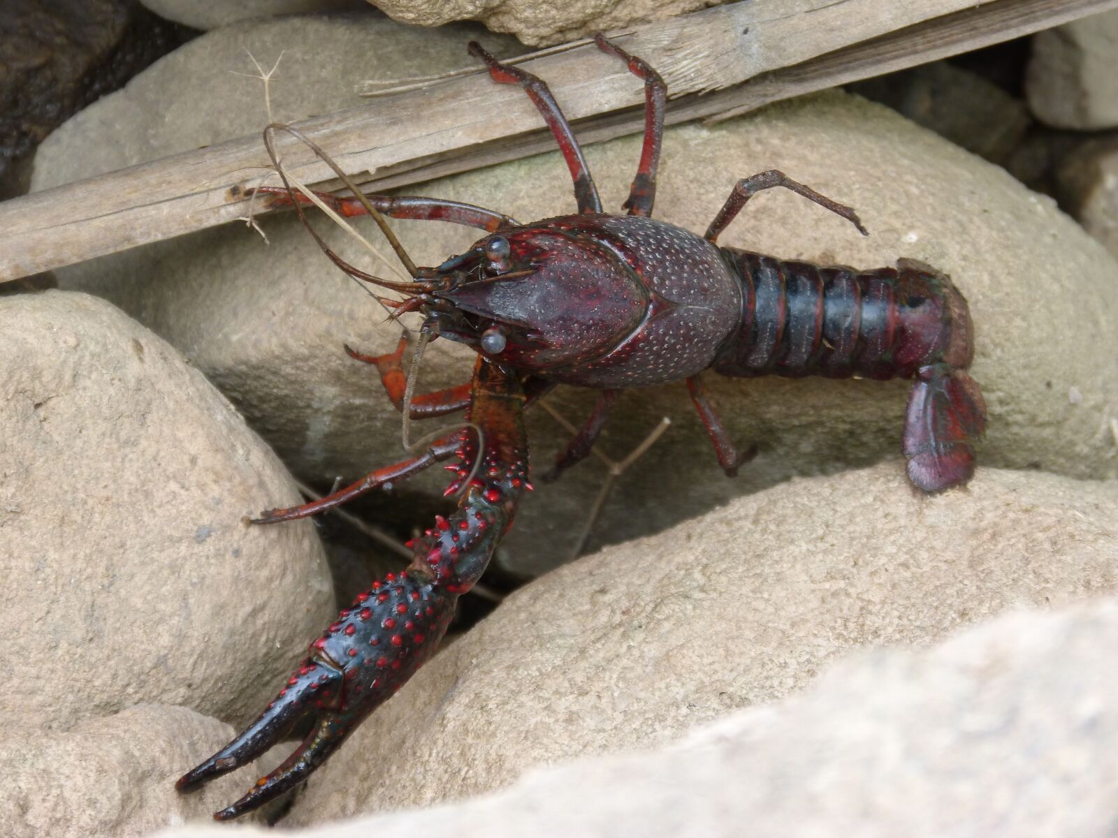 Panasonic DMC-FZ62 sample photo. American crab, crayfish, clip photography