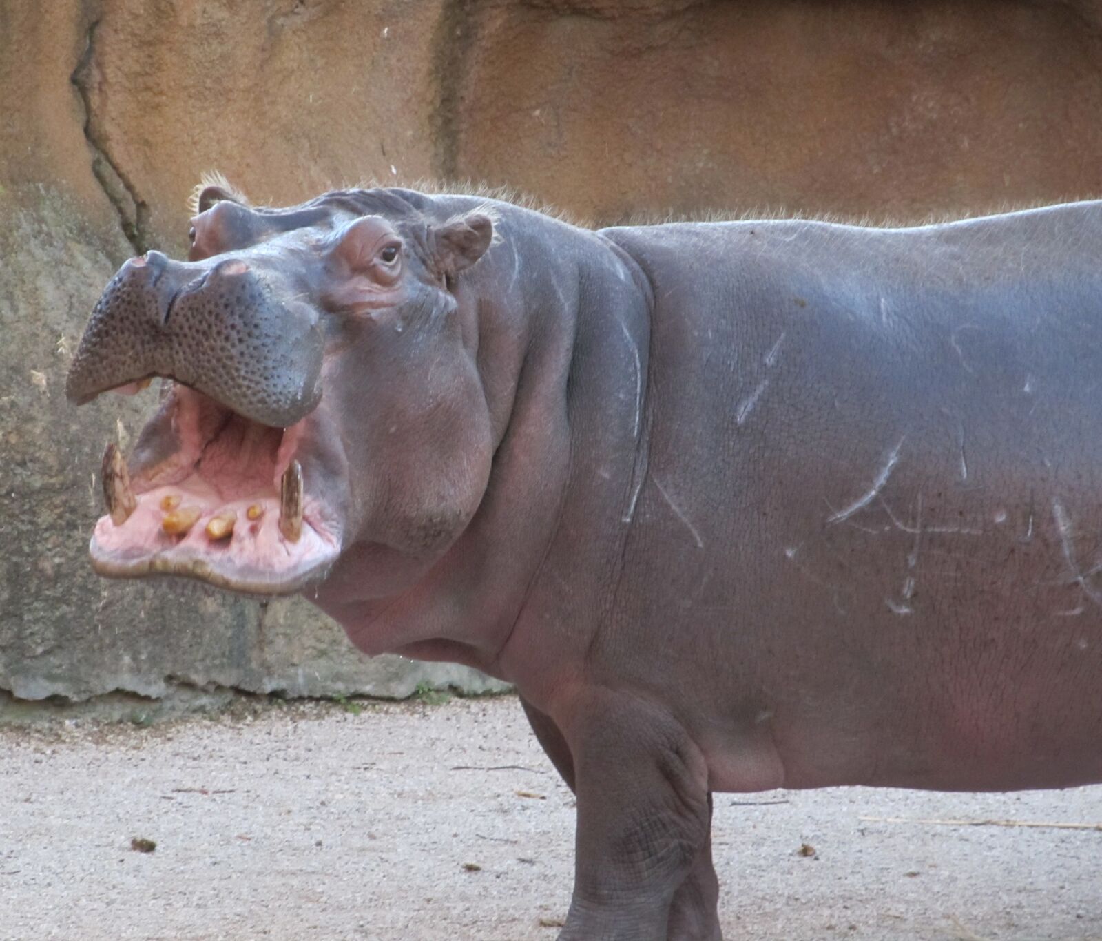 Canon PowerShot SX130 IS sample photo. Hippopotamus, hippo, portrait photography