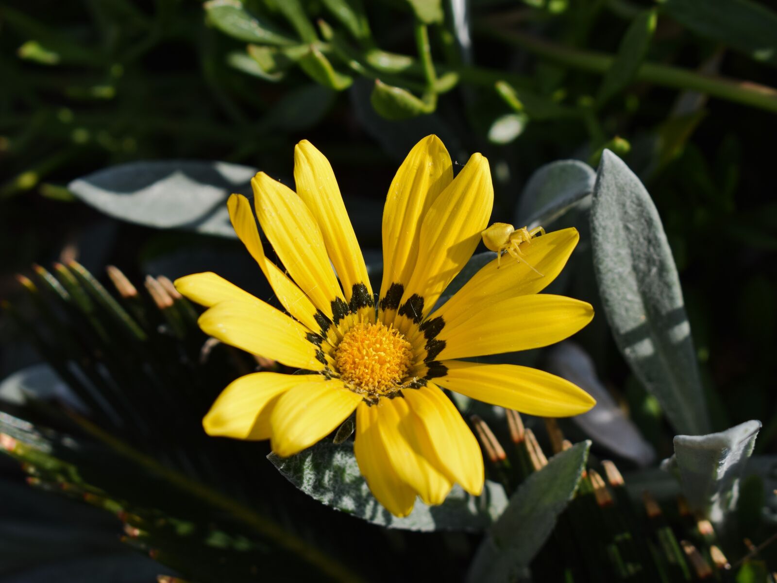 Nikon D3300 sample photo. Gazania, beetle, yellow photography