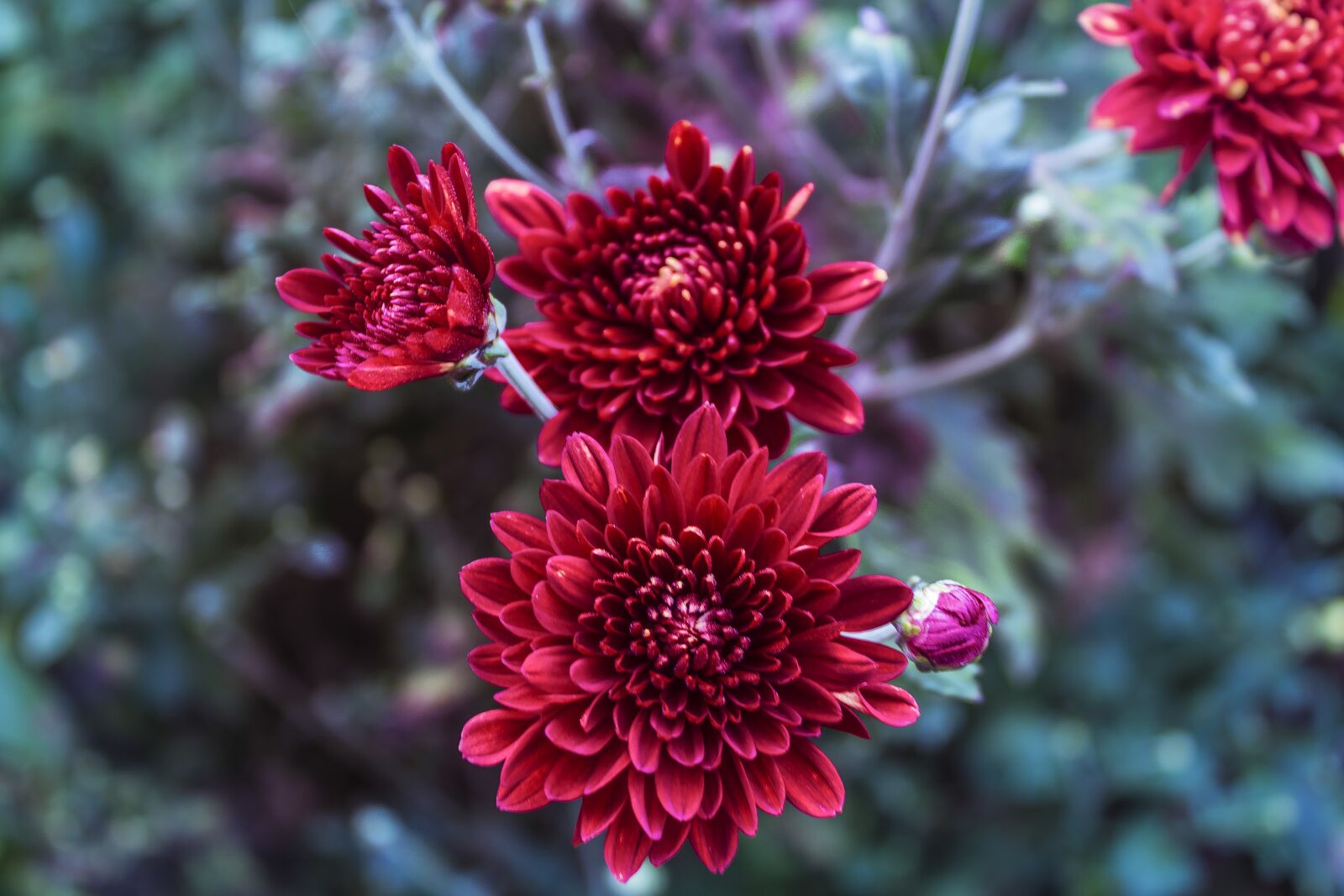 Canon EOS 1300D (EOS Rebel T6 / EOS Kiss X80) sample photo. Flowers, red, garden photography