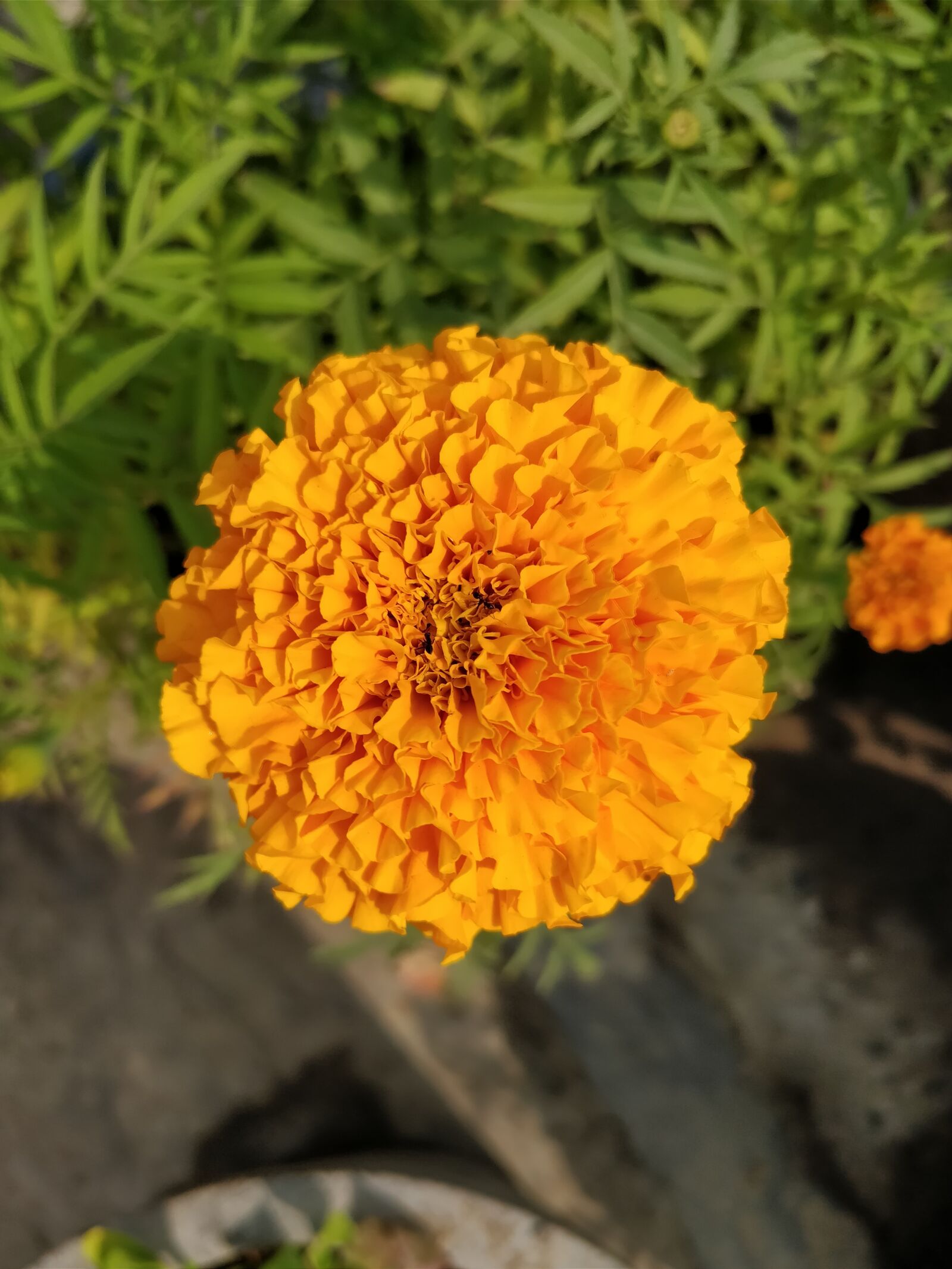 OnePlus 5 sample photo. Nature, flower, flora photography