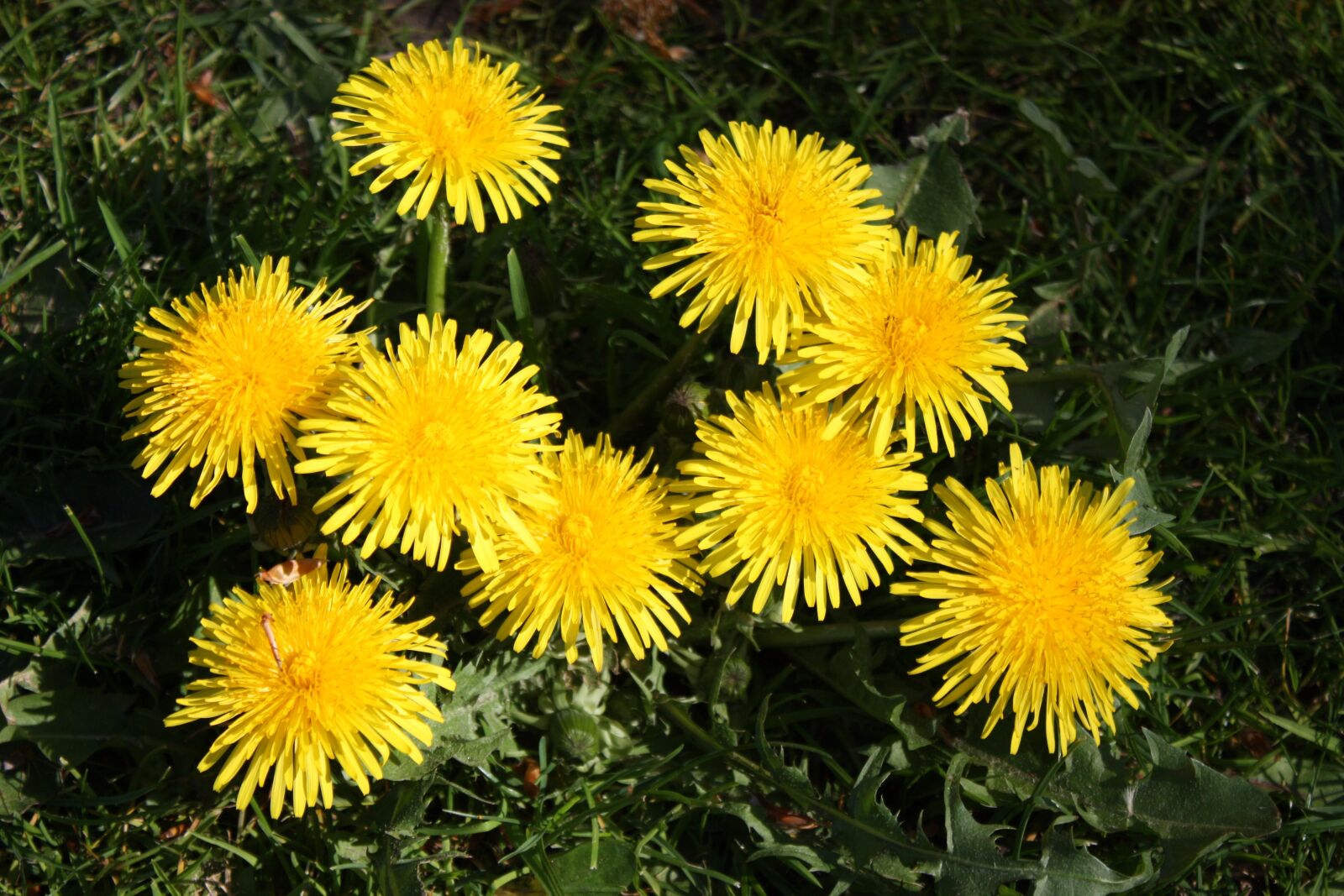 Canon EOS 450D (EOS Rebel XSi / EOS Kiss X2) sample photo. Dandelion, flowers, yellow photography