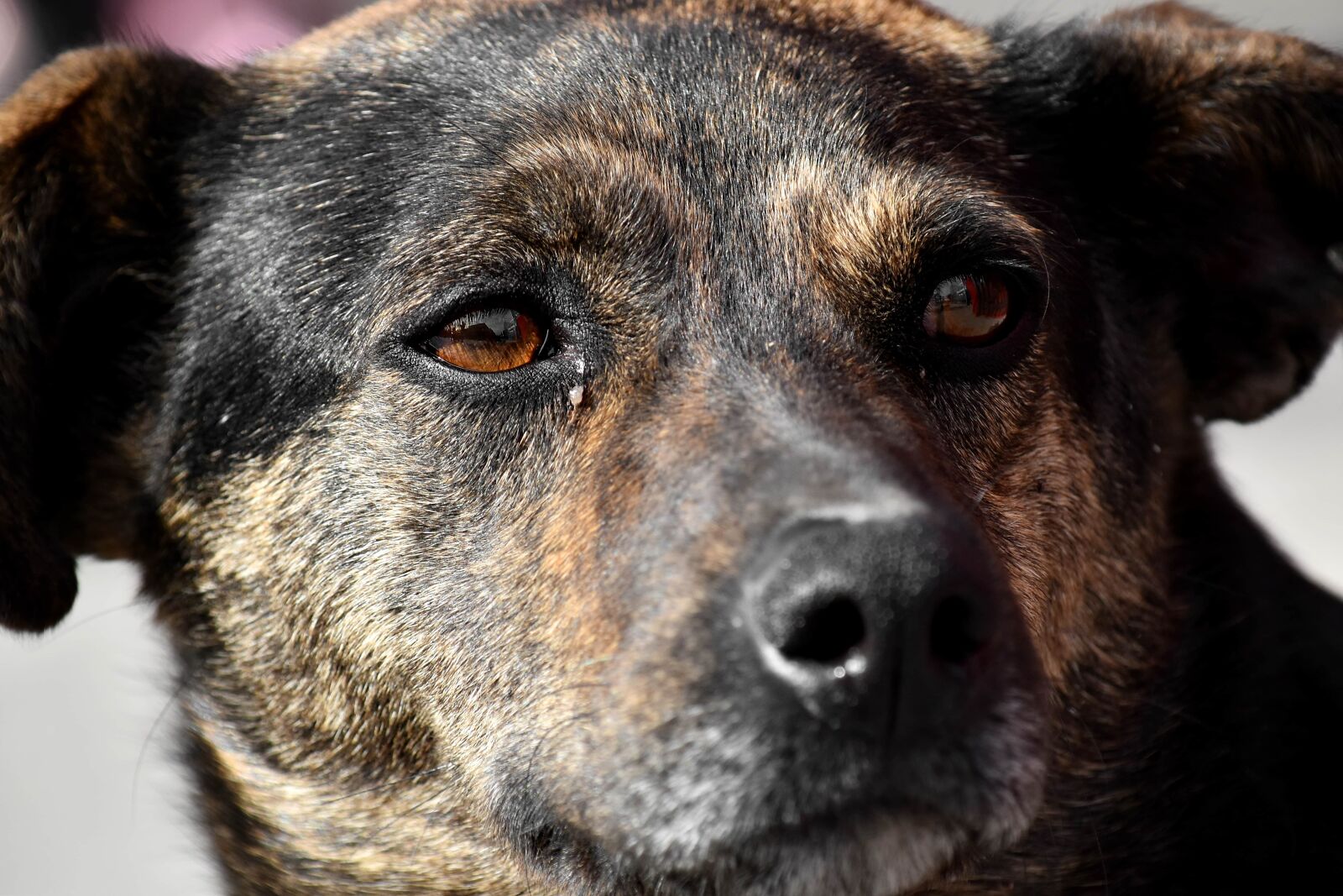 Nikon D5500 sample photo. Brown, eyes, hunting dog photography