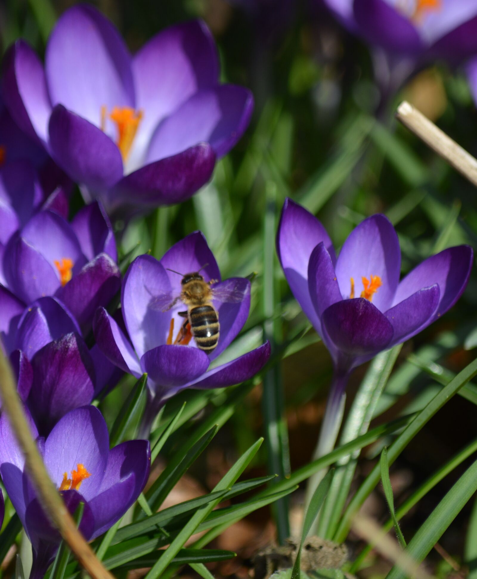 Nikon D7100 sample photo. Nature, plant, crocus photography
