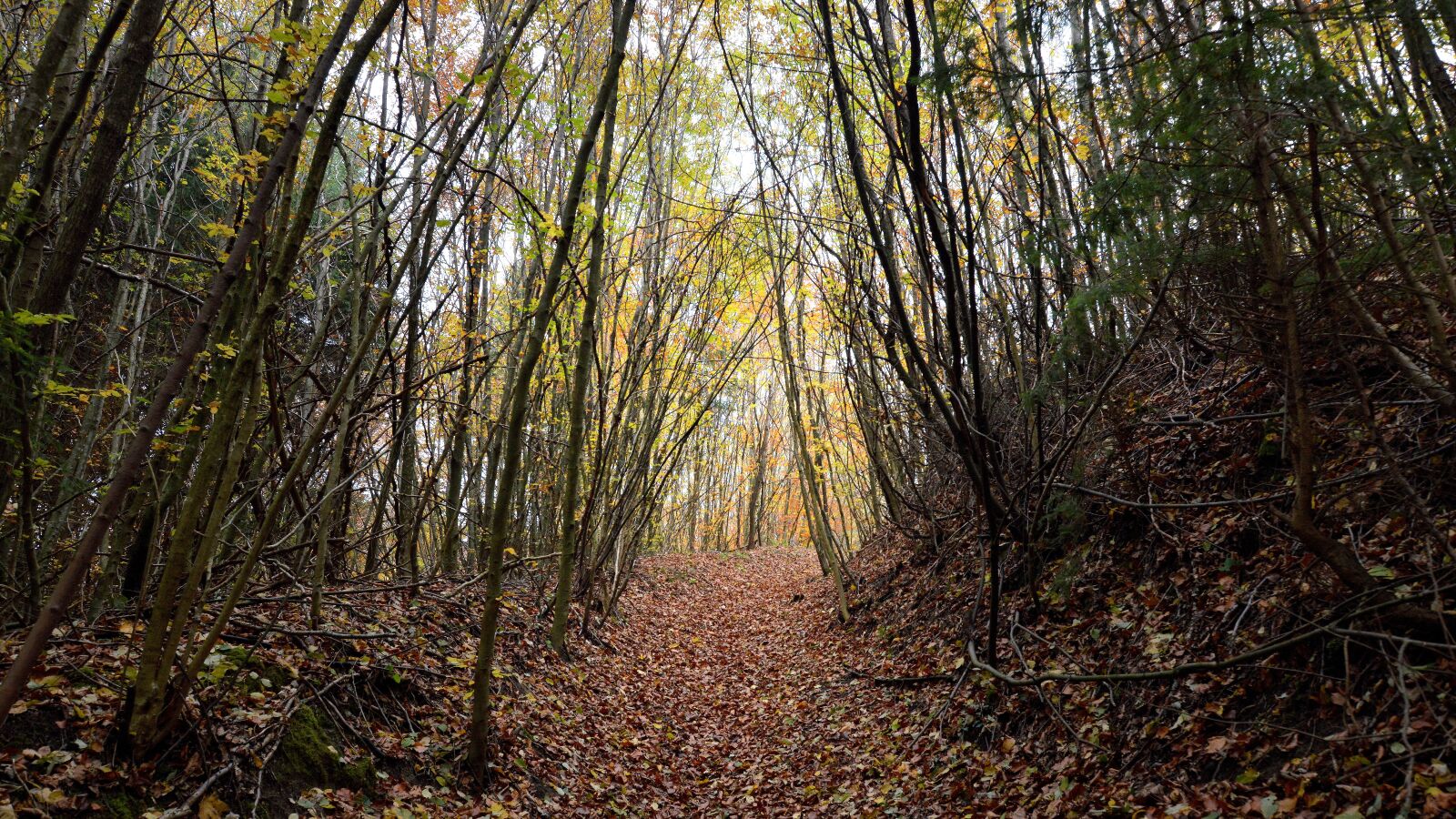 Nikon D3200 sample photo. Forest, trees, glade photography