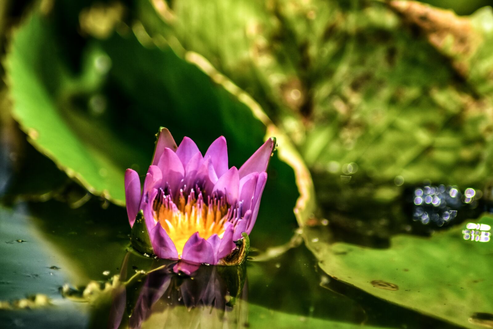 Nikon D7200 sample photo. Nature, plant, pink photography