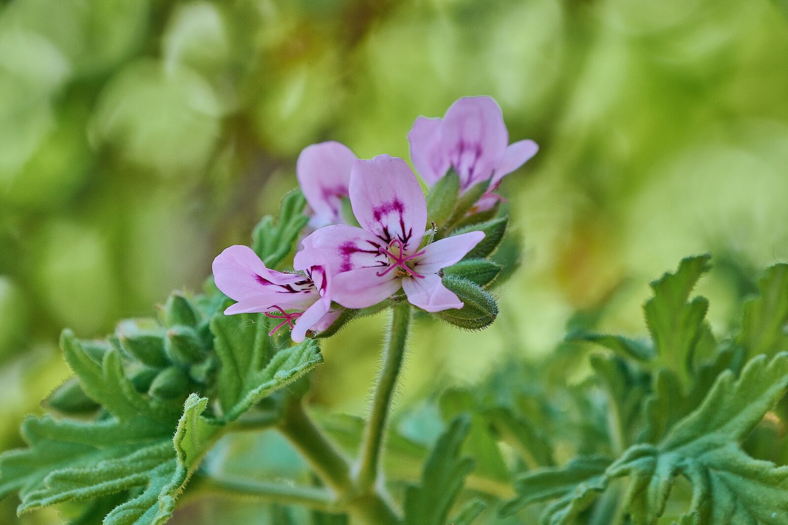 Nikon D7200 sample photo. Geranium lemon, flowering, petals photography