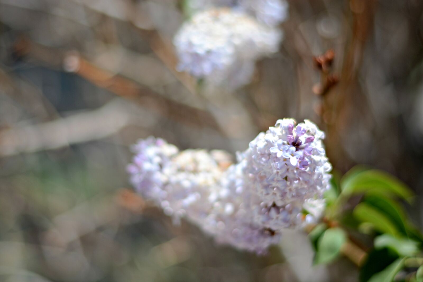 Nikon D7100 + Nikon AF-S Nikkor 50mm F1.8G sample photo. Bloom, flieder, flowers, lila photography