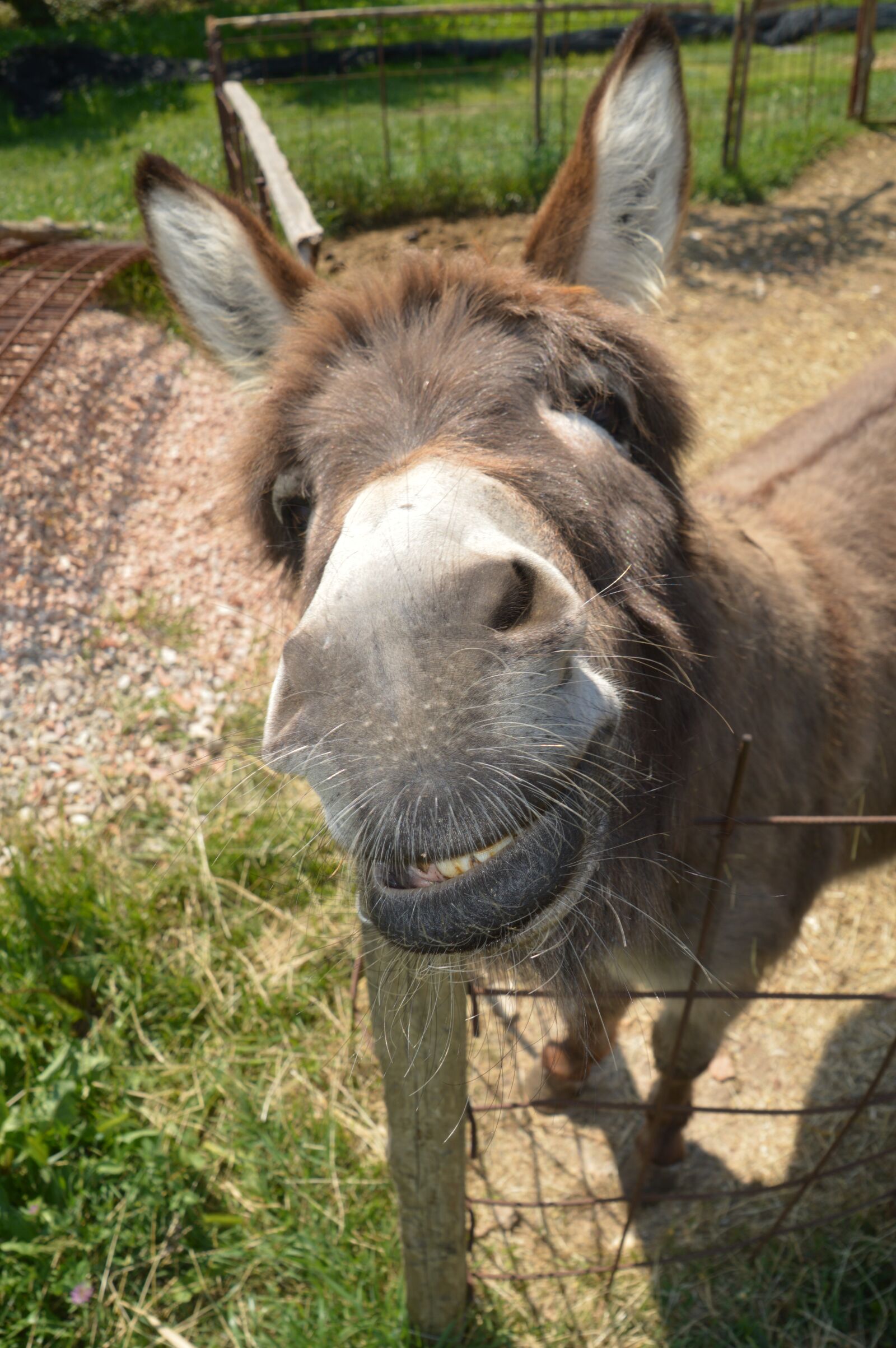 Nikon D3200 sample photo. Ass, animals, nature photography