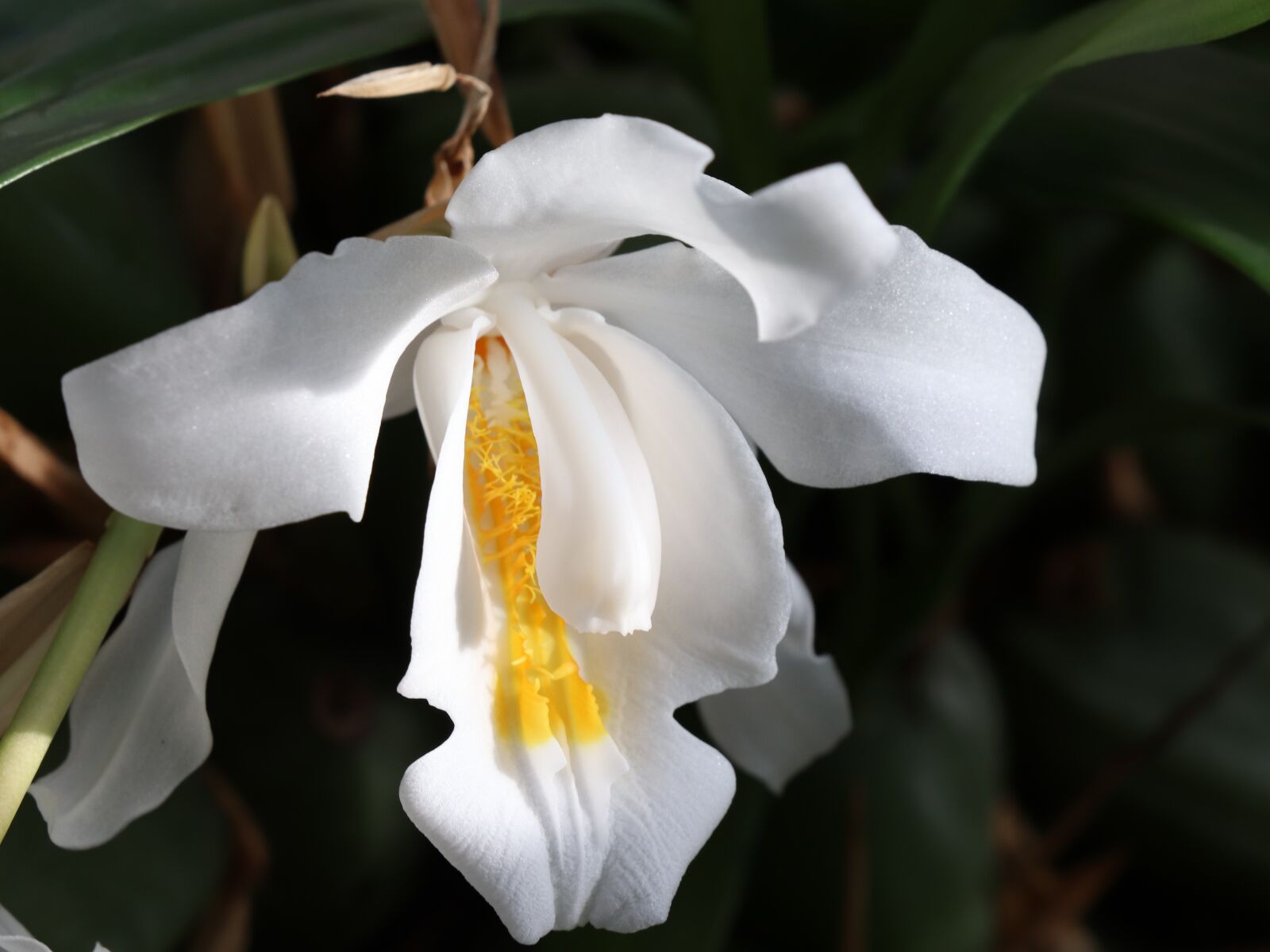 Canon EOS 77D (EOS 9000D / EOS 770D) sample photo. Flower, white, bloom photography