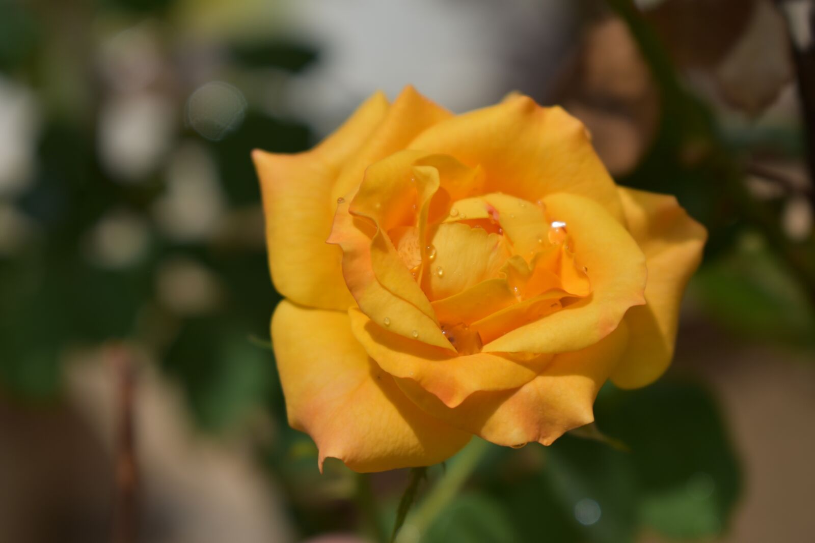 Nikon D3400 sample photo. Rose, yellow, flowers photography