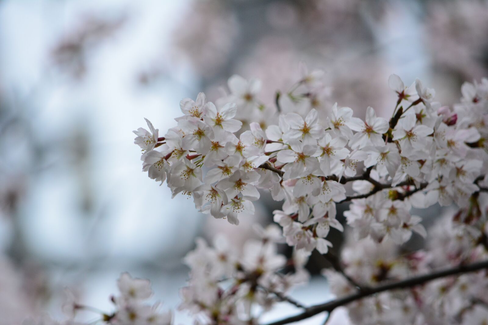 Nikon D5200 sample photo. Japan, cherry blossom, full photography