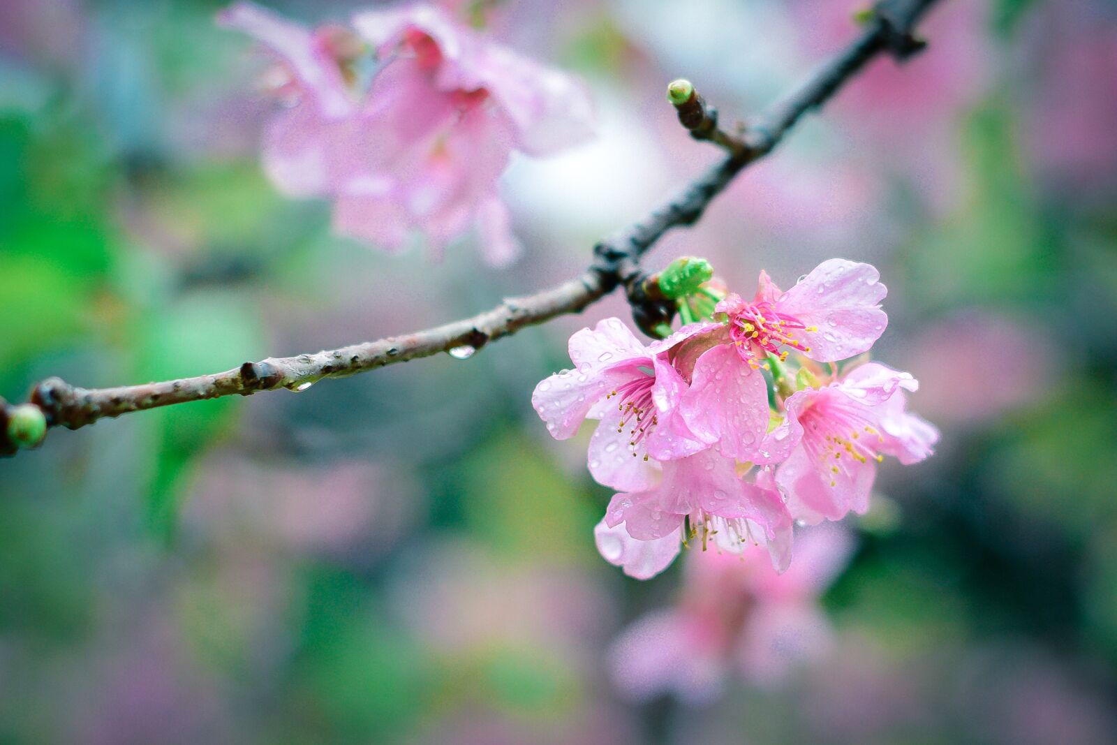 Nikon D3300 sample photo. Sakura, pink, bokeh photography