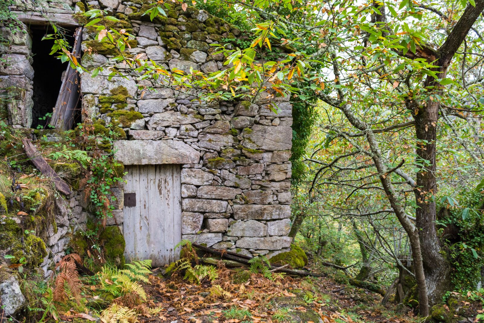 Nikon D7100 sample photo. Wood, nature, stone photography