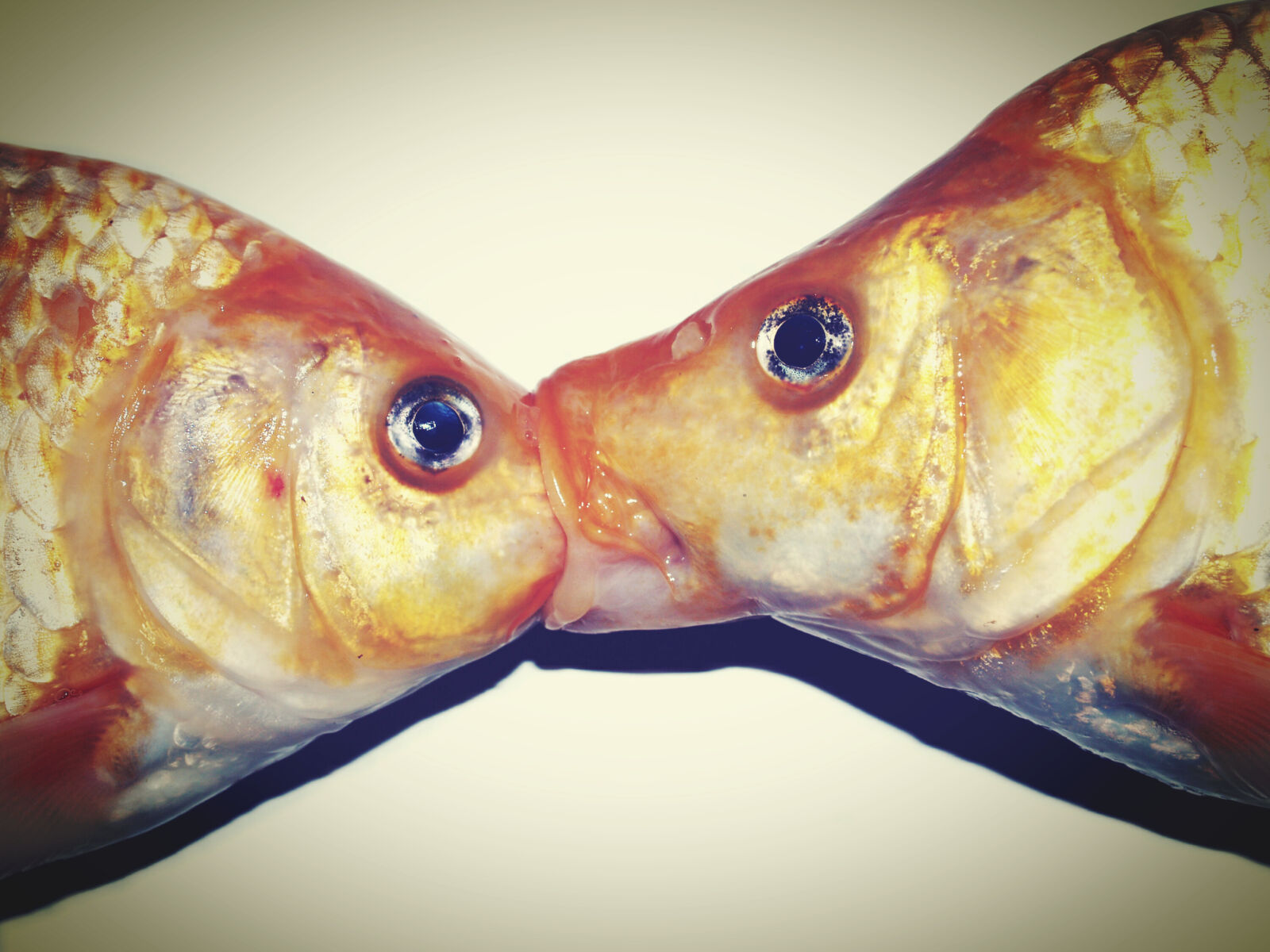 Olympus E-300 (EVOLT E-300) sample photo. Animals, bream, close, up photography