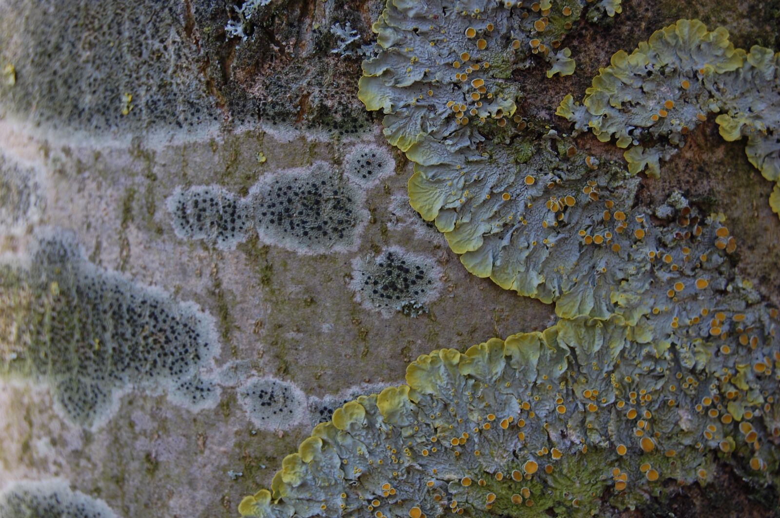 Nikon D40 sample photo. Bark, lichen, foam photography