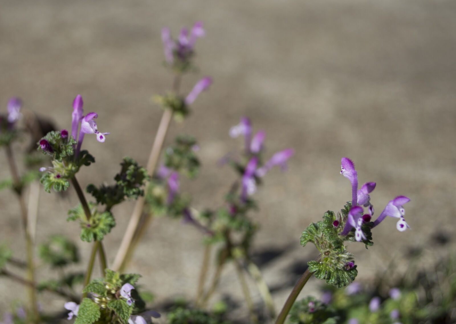 Nikon D3200 sample photo. Blurred, background, flower, purple photography