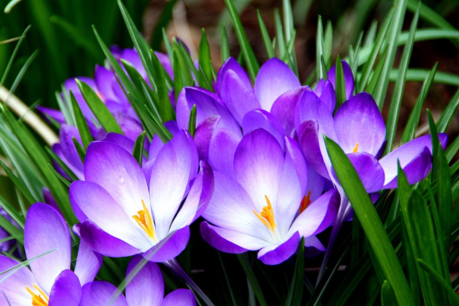 Canon EOS 400D (EOS Digital Rebel XTi / EOS Kiss Digital X) sample photo. Flowers, crocus, macro photography