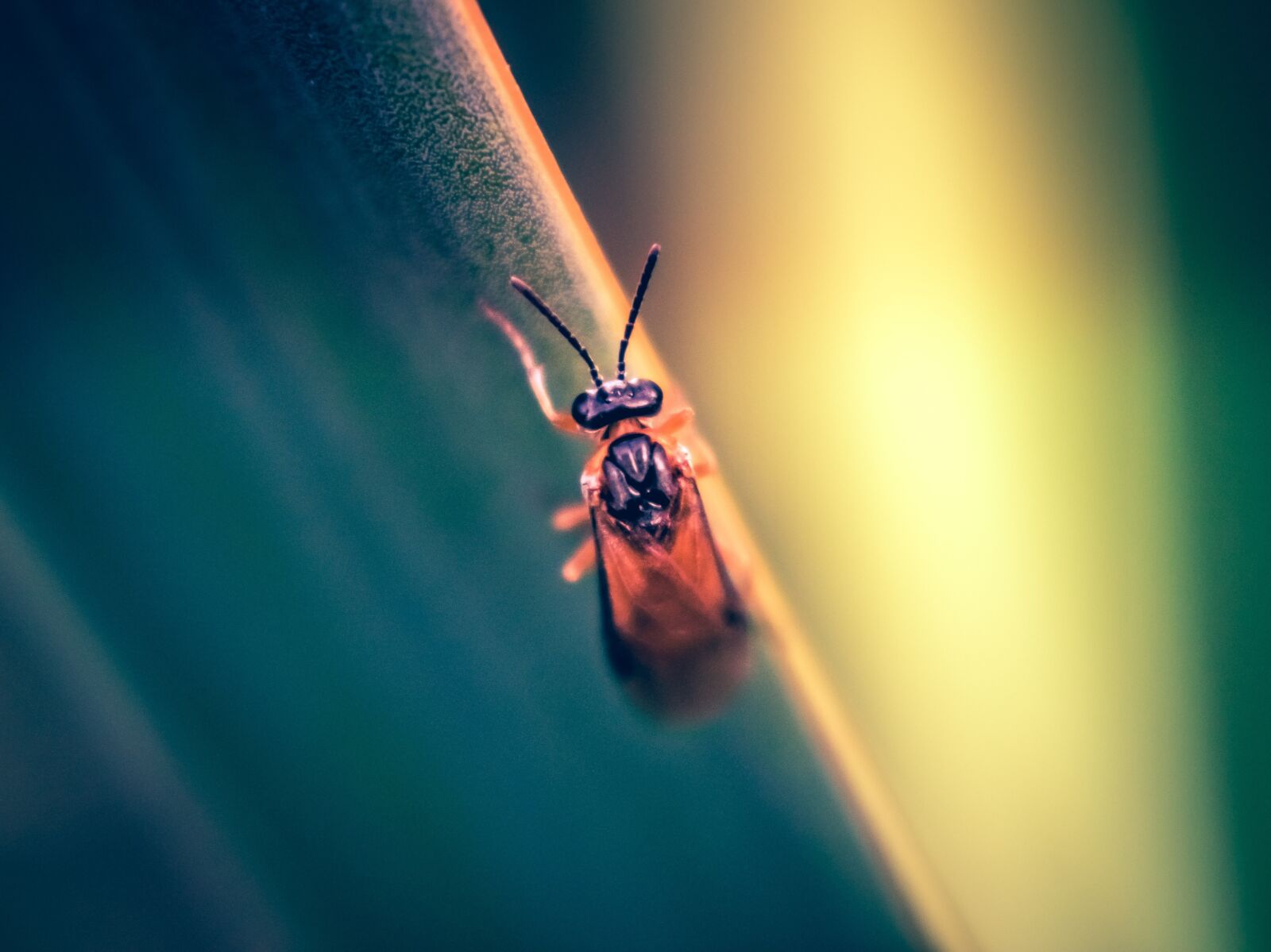 Nikon D3400 sample photo. Nature, bug, insect photography