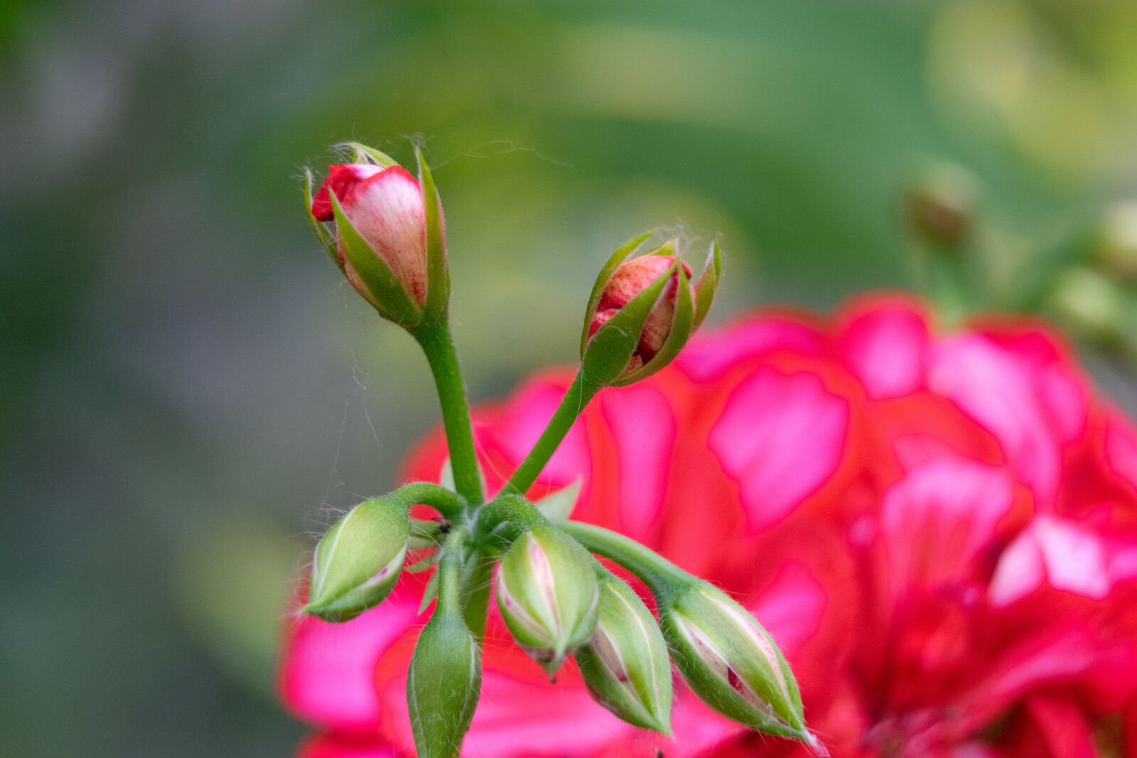 Nikon D3300 sample photo. Geranium, flower, flower buds photography