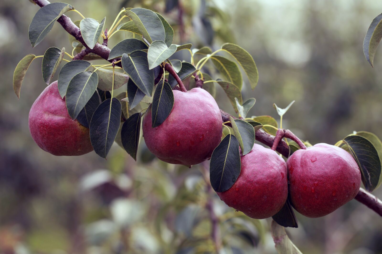 Canon EOS 5D Mark II sample photo. Pear, fruit, pears photography