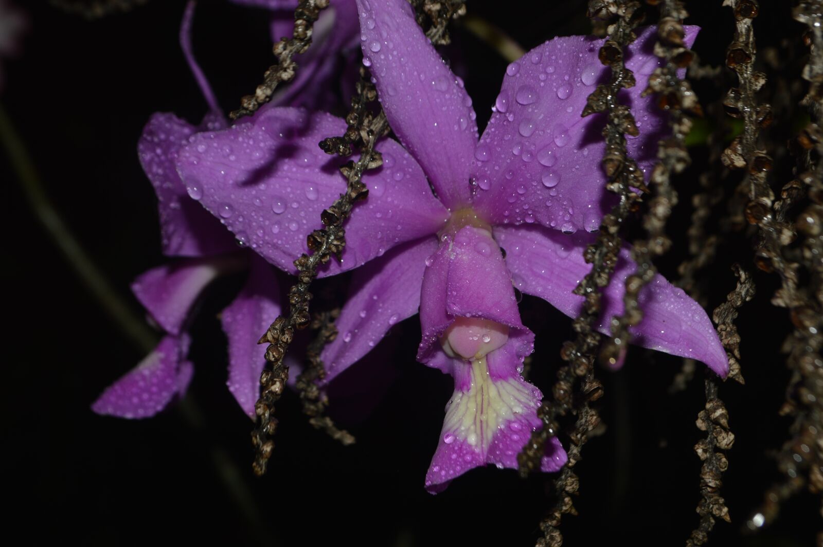 Nikon D3200 sample photo. Orquídea, flores, natureza photography