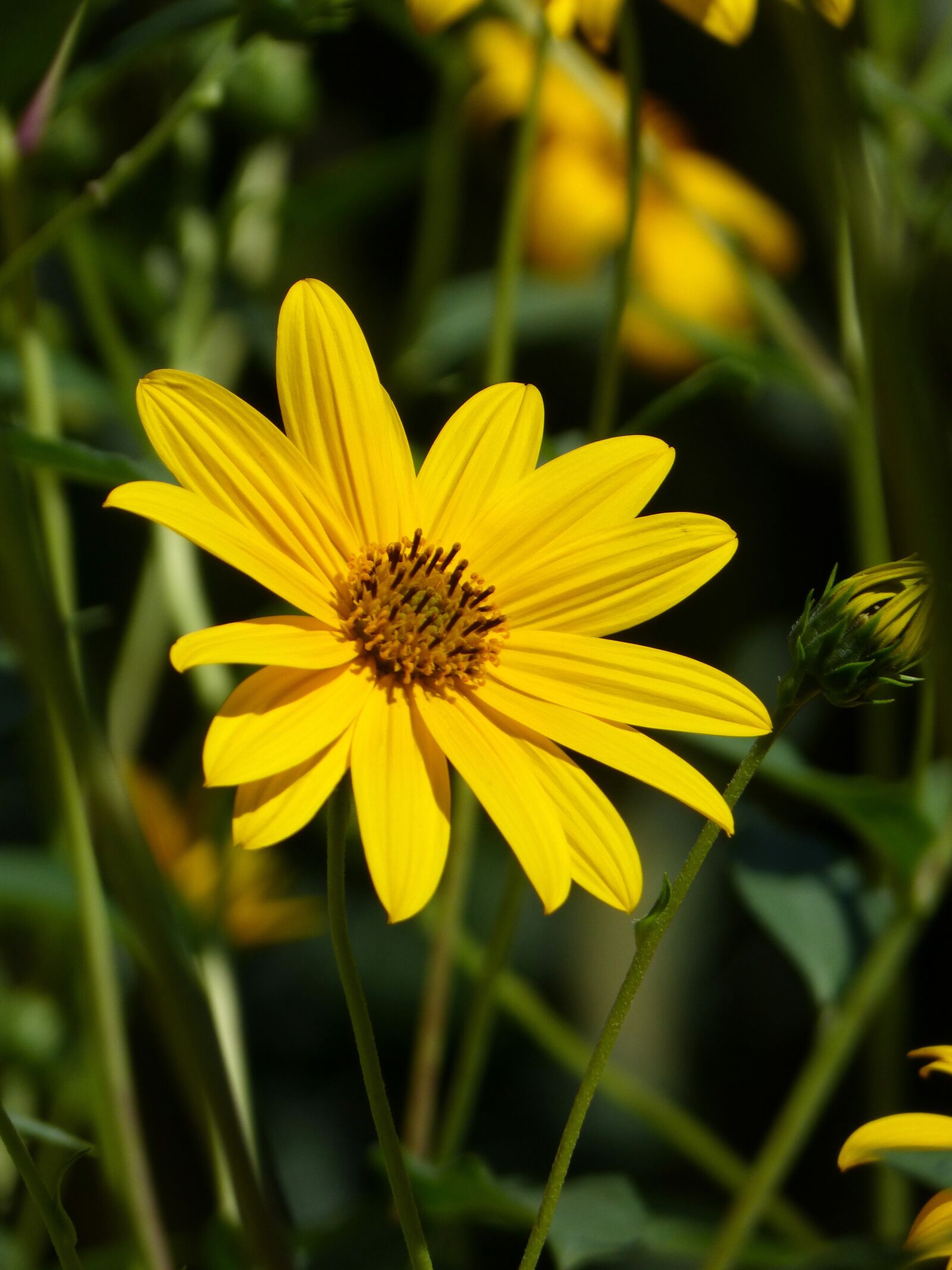 Panasonic DMC-FZ62 sample photo. Flower, yellow flower, daisy photography