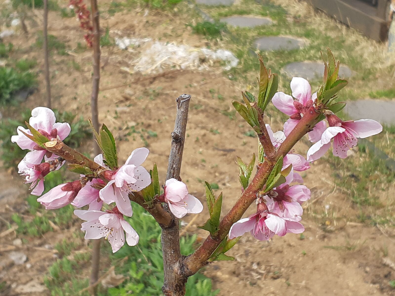 Samsung Galaxy A8(2018) sample photo. Flowers, tulip, nature photography
