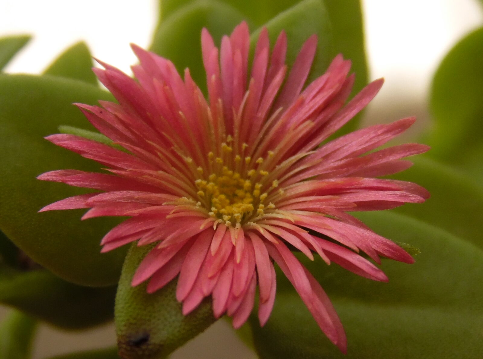 Samsung WB1100F/WB1101F/WB1102F sample photo