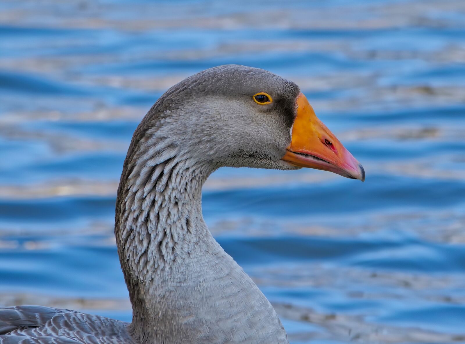 Panasonic Lumix DC-G9 sample photo. Goose, duck, head photography