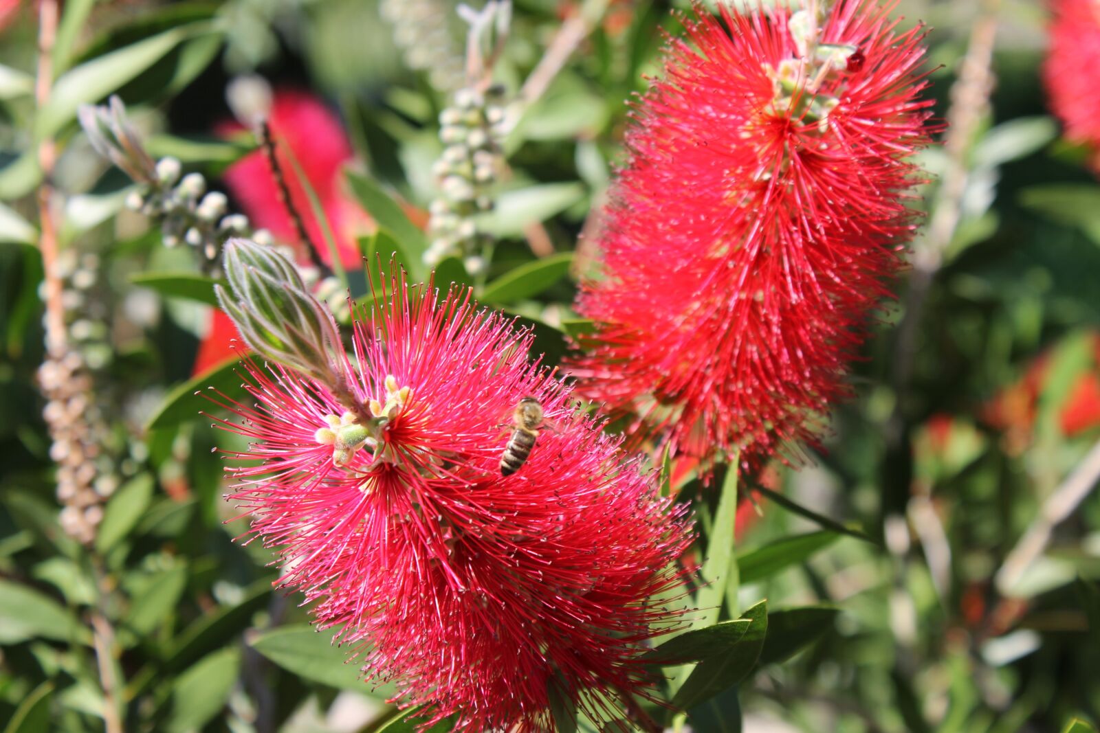 Canon EOS 1100D (EOS Rebel T3 / EOS Kiss X50) sample photo. Albizia flower, blossom, bloom photography