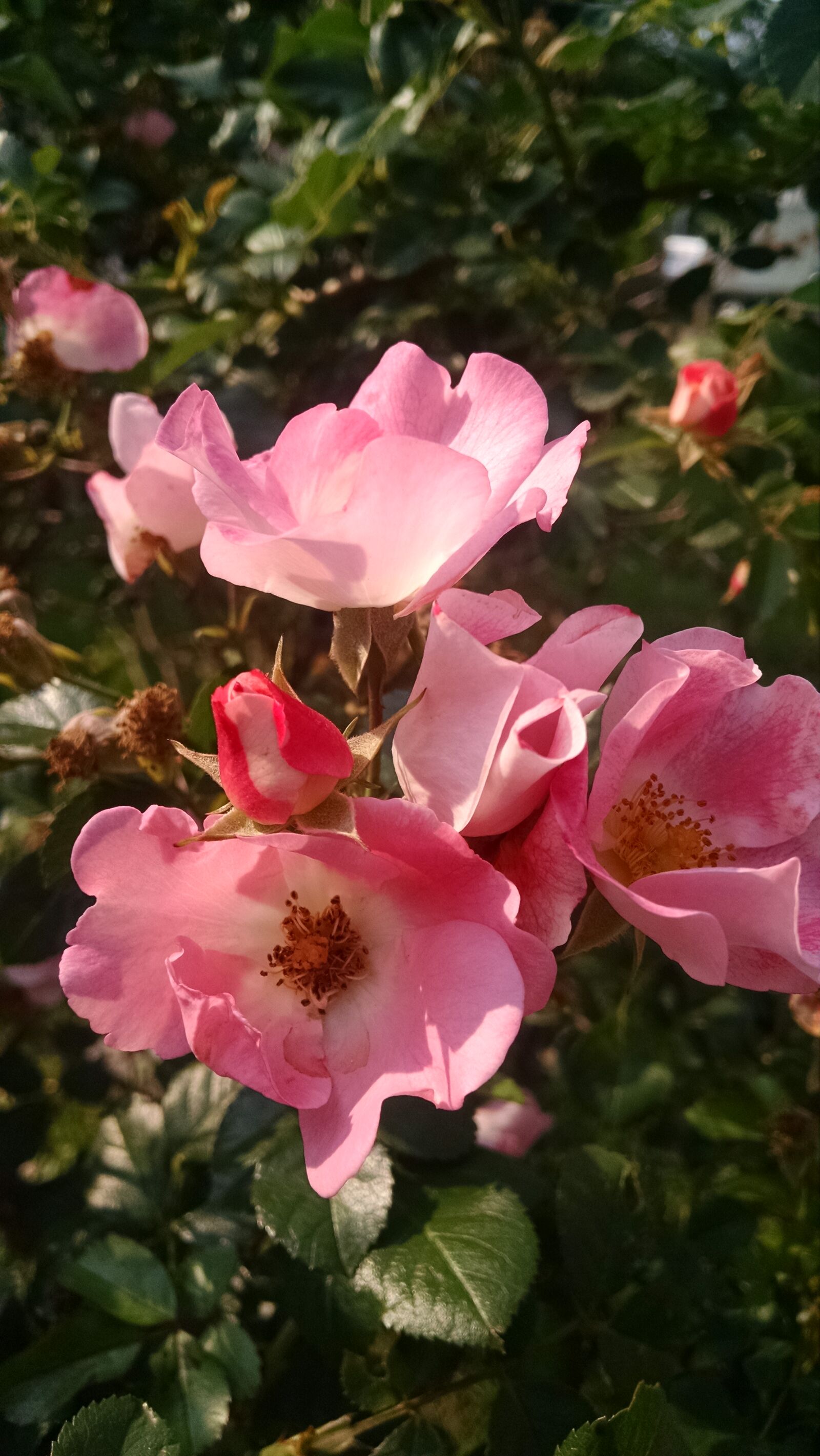 Motorola Moto X (1st Gen) sample photo. Blossom, bud, bush, flower photography