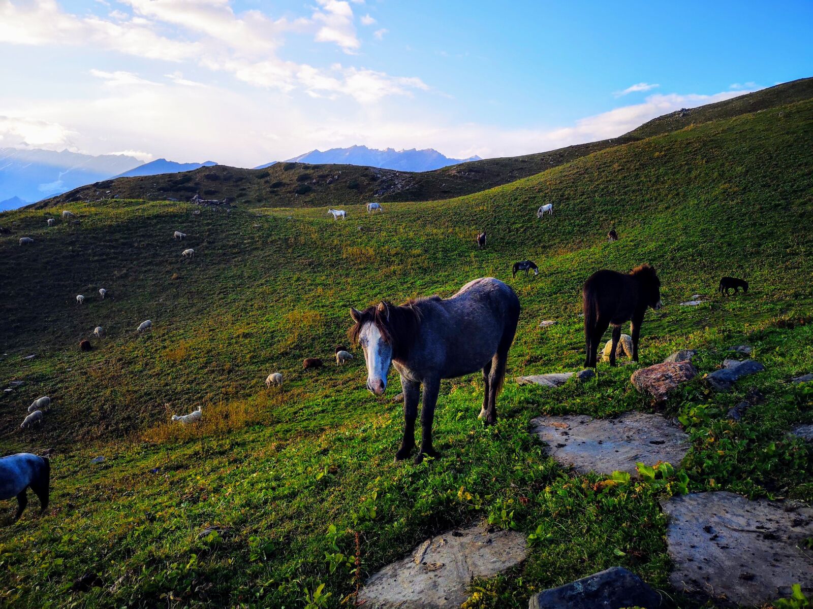 HUAWEI CLT-L29 sample photo. Animals, nature, mountains photography